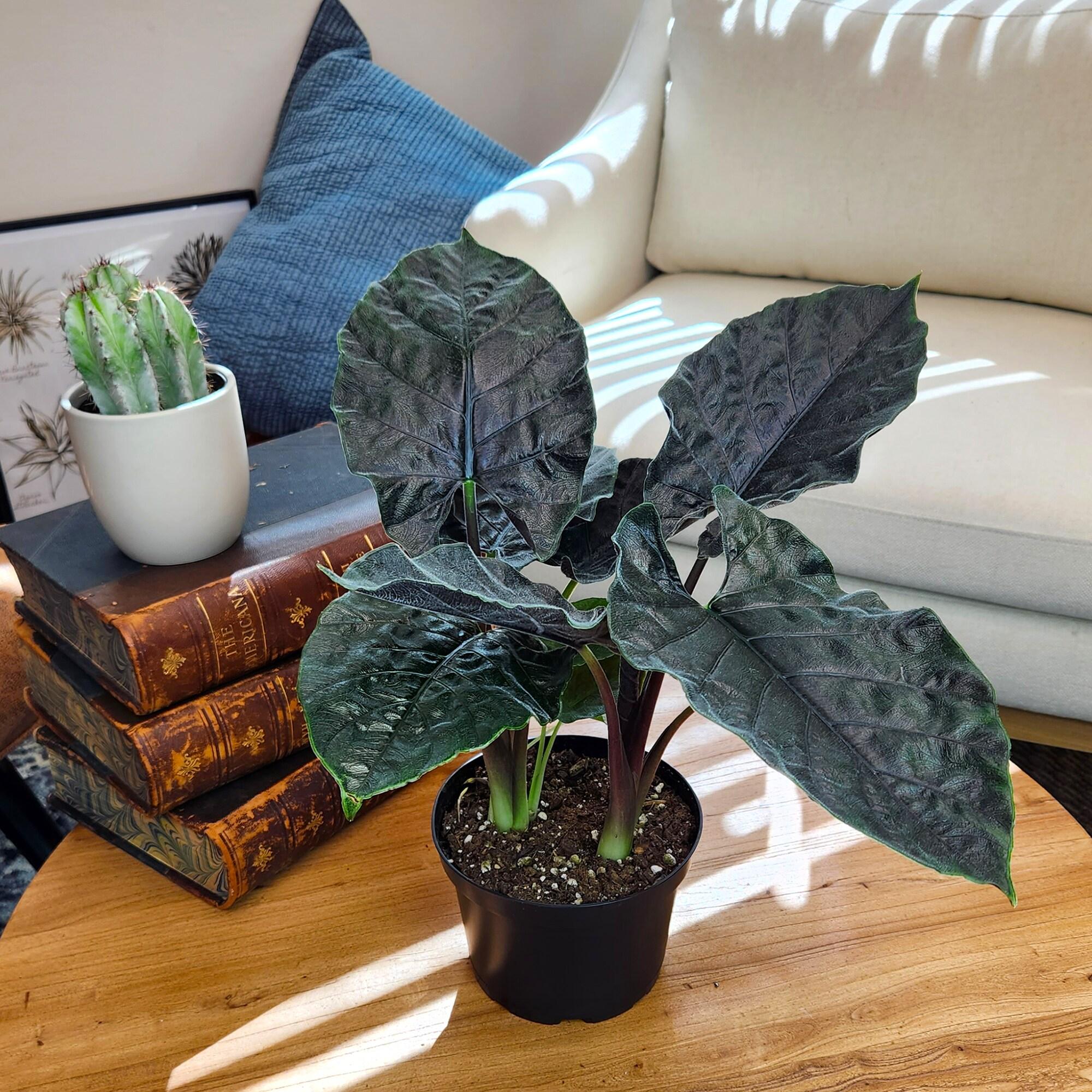 Alocasia de Terciopelo Antoro, Planta de Interior Poco Común 6 Pulgadas. Maceta de Cultivo; Sol Indirecto Element por Plantas Altman