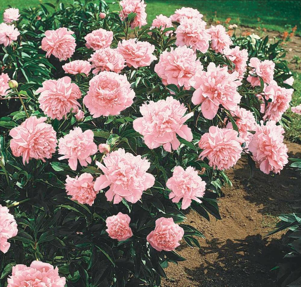 Pillow Talk Peony Dormant Bare Root Perennial Starter Plant (1-Pack)