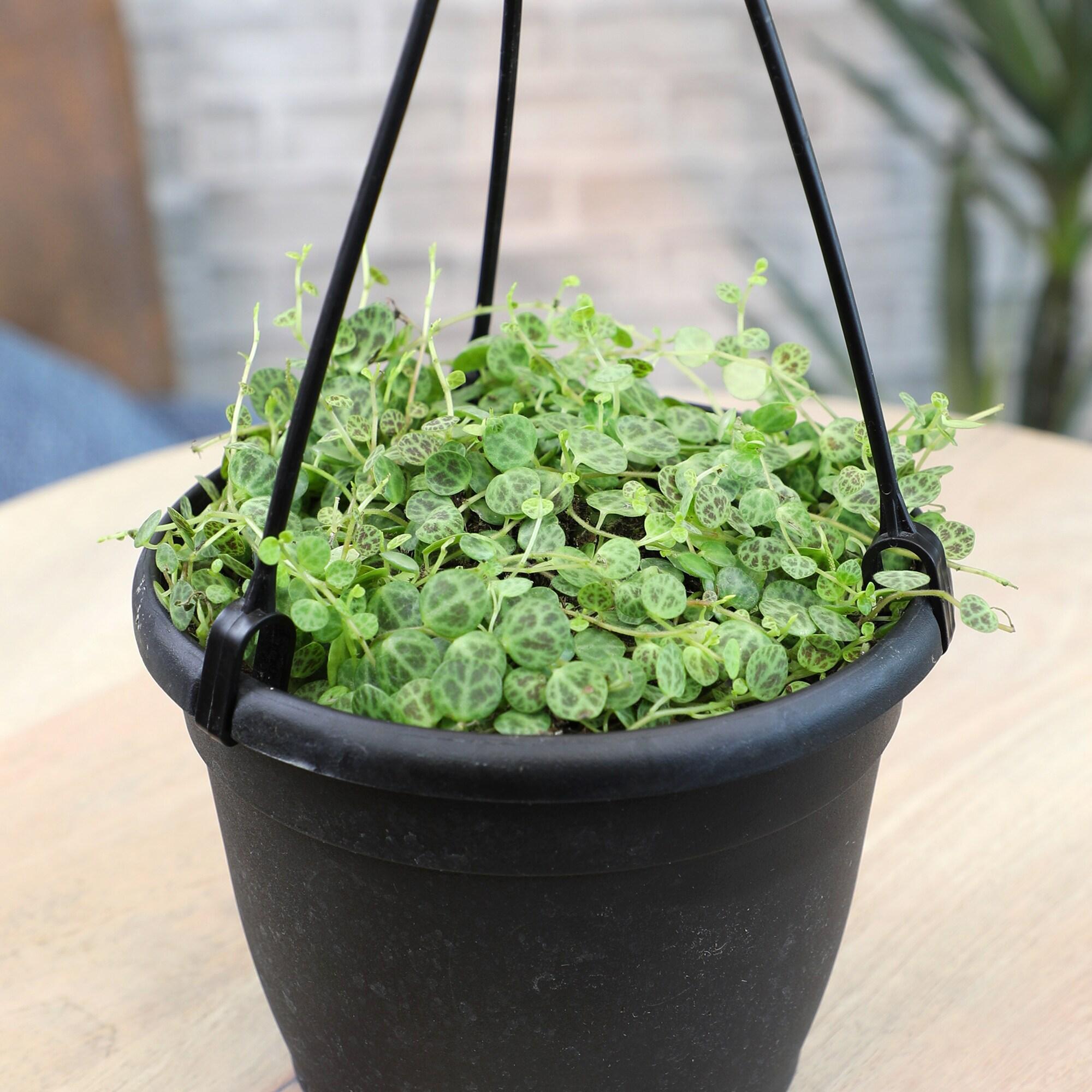 String of Turtles Peperomia, Pet Friendly | 6" Hanging Pot | Full Sun | Element by Altman Plants