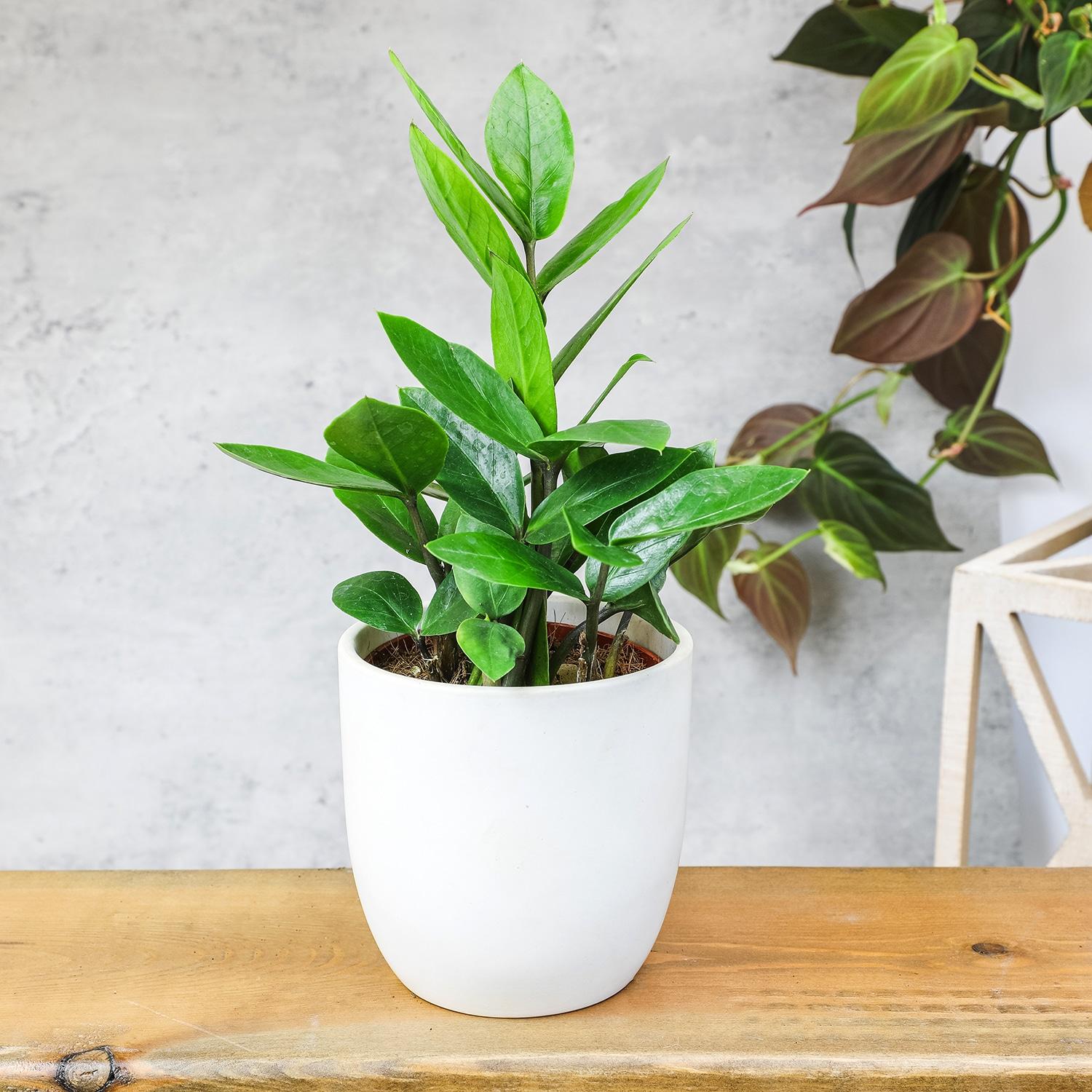 3.5in ZZ Plant in Plastic Nursery Pot