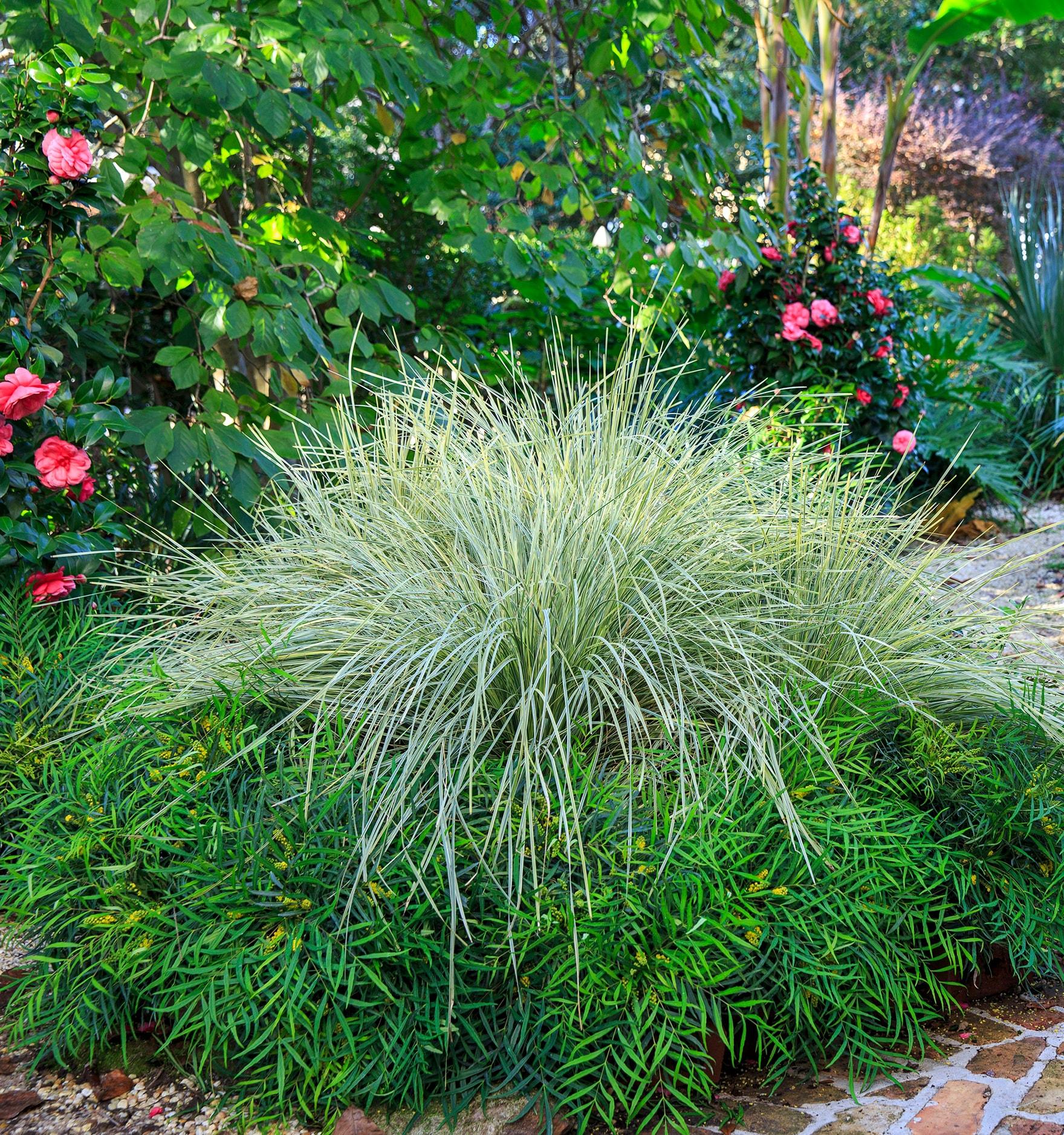 Southern Living Platinum Beauty Lomandra 'Mat Rush' Live Shrub in 2.5-Quart Grower Pot