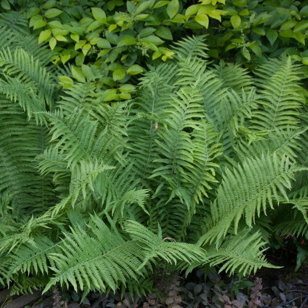 Tennessee Ostrich Fern Dormant Bare Root Starter Perennial Plant, 1-Pack