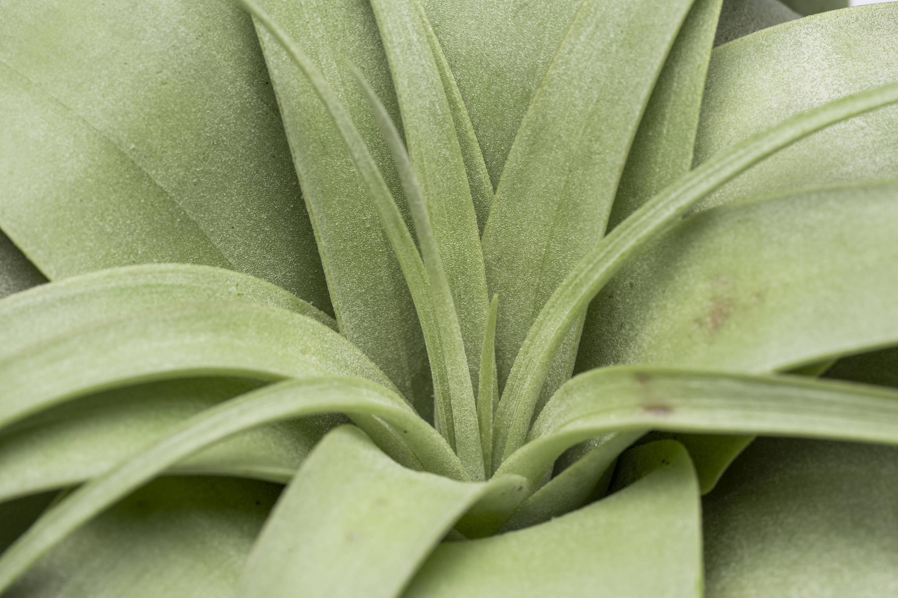 Altman Plants Large Tillandsia Xerographica Live Air Plant