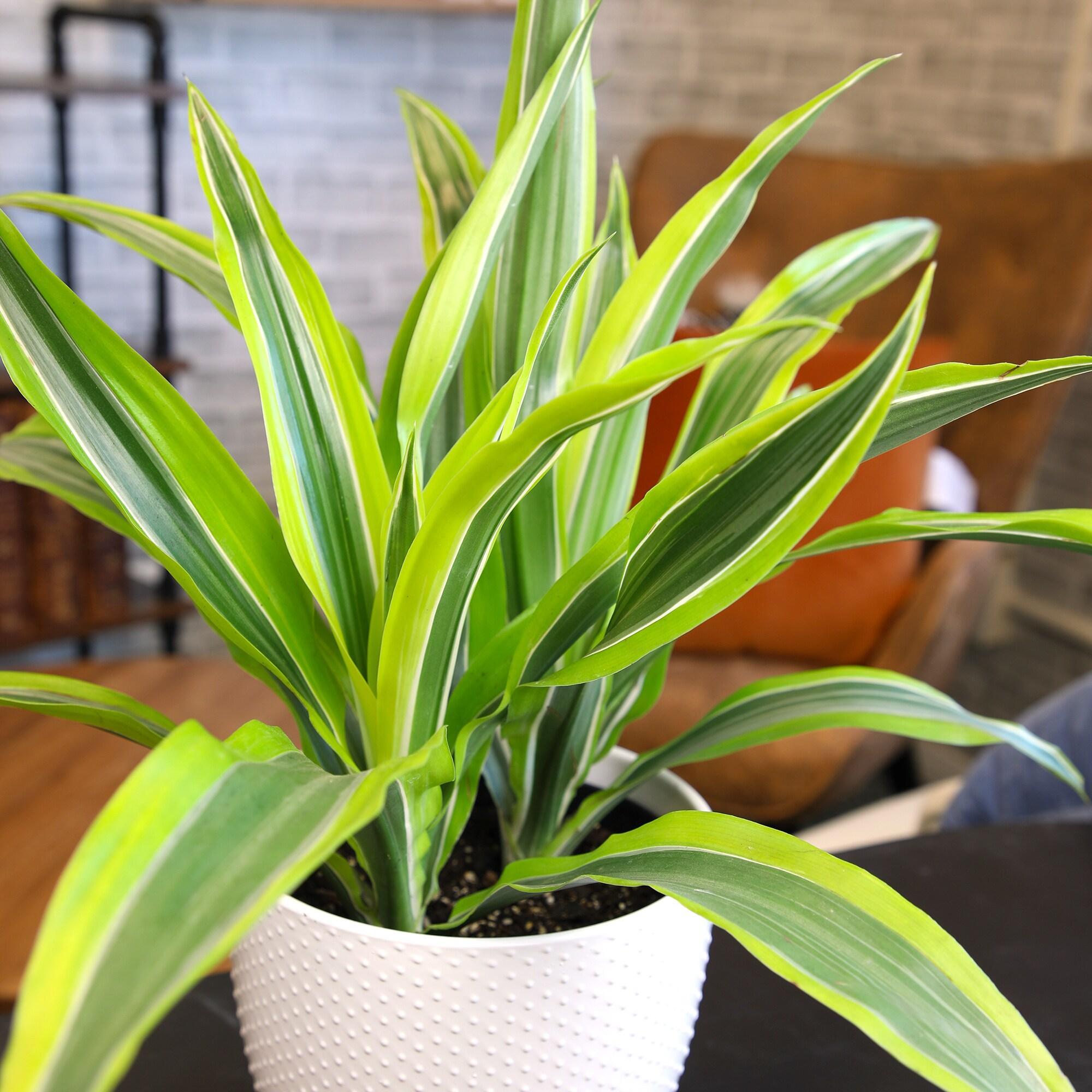 Lemon Lime Corn Plant in 6" White Décor Pot | Easy Care, Filtered Sun | Element by Altman Plants