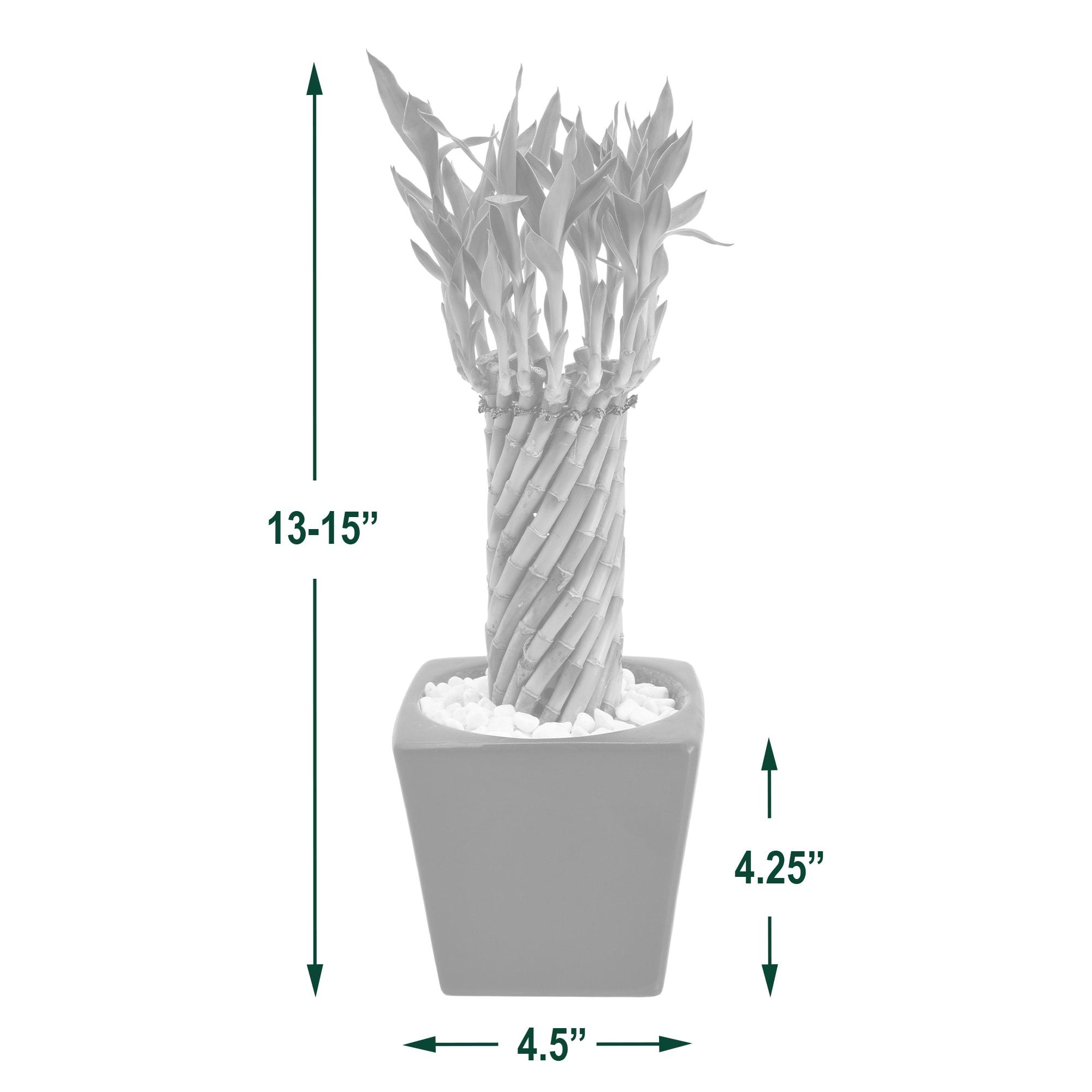 Arcadia Garden Products Carolina Live Bamboo Plant in Ceramic Planter