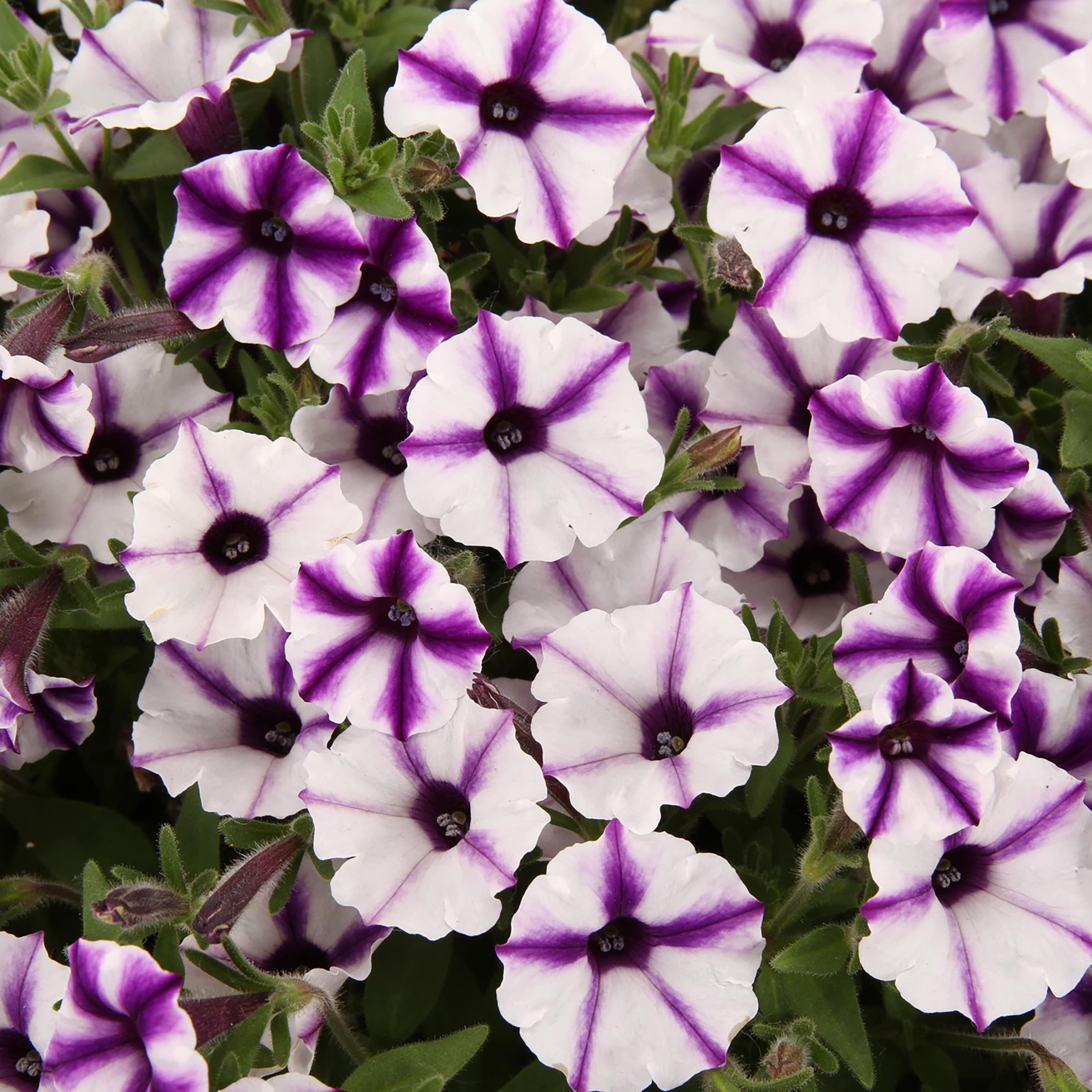 Proven Winners 6" Purple Supertunia Mini Vista Violet Star Petunia (Petunia hybrid) Annual Live Plant in 4.94" Eco+ Grande Pots (4 Count)