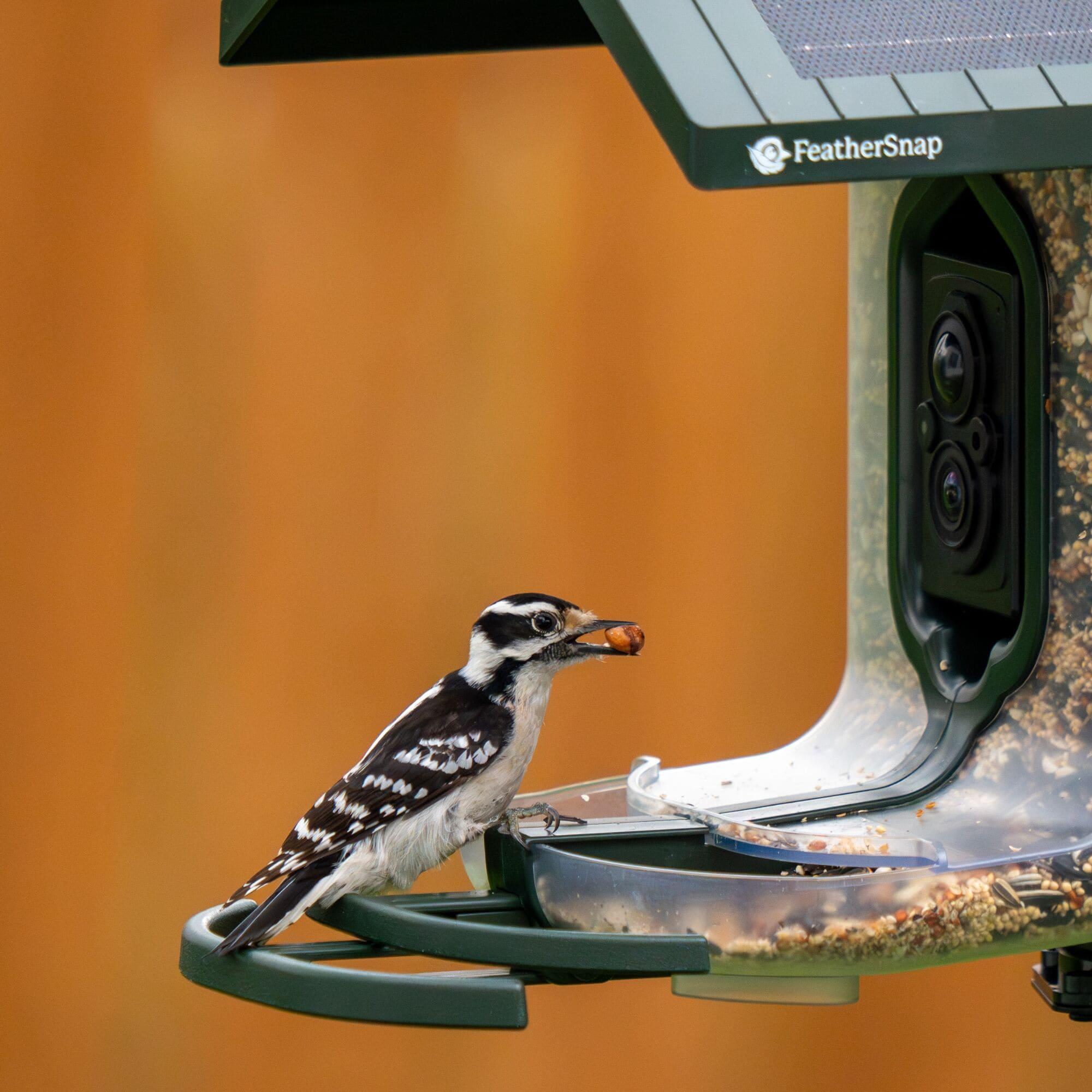 Feathersnap Scout WiFi Solar-Powered Smart Bird Feeder