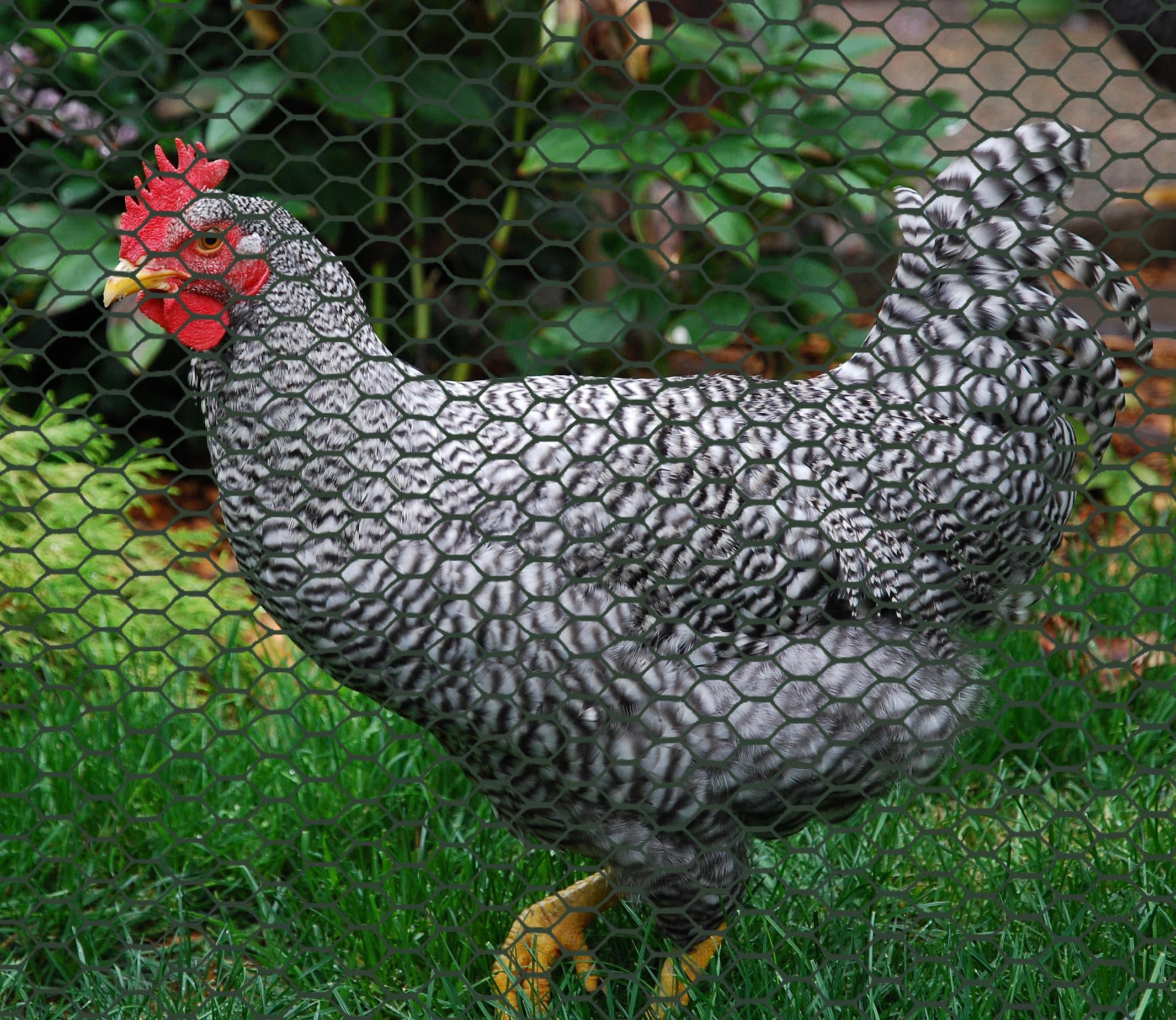 Boen Plastic Hex Chicken Wire Mesh Temporary Fence Roll 2' x 25' with Rust Resistant