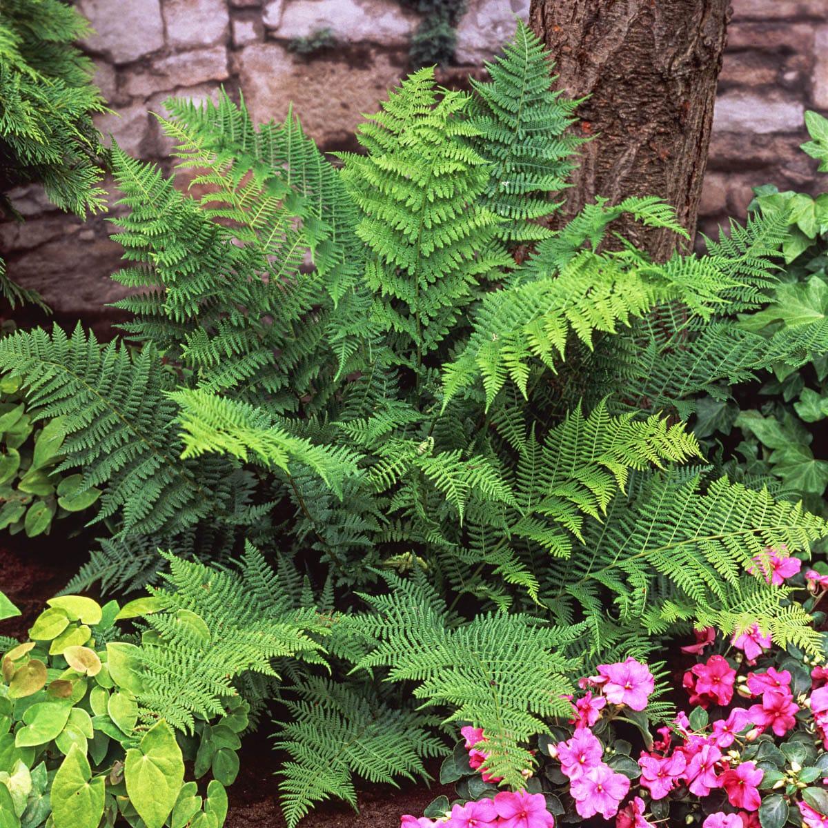 Christmas Fern Dormant Bare Root Perennial Roots (5-Pack)