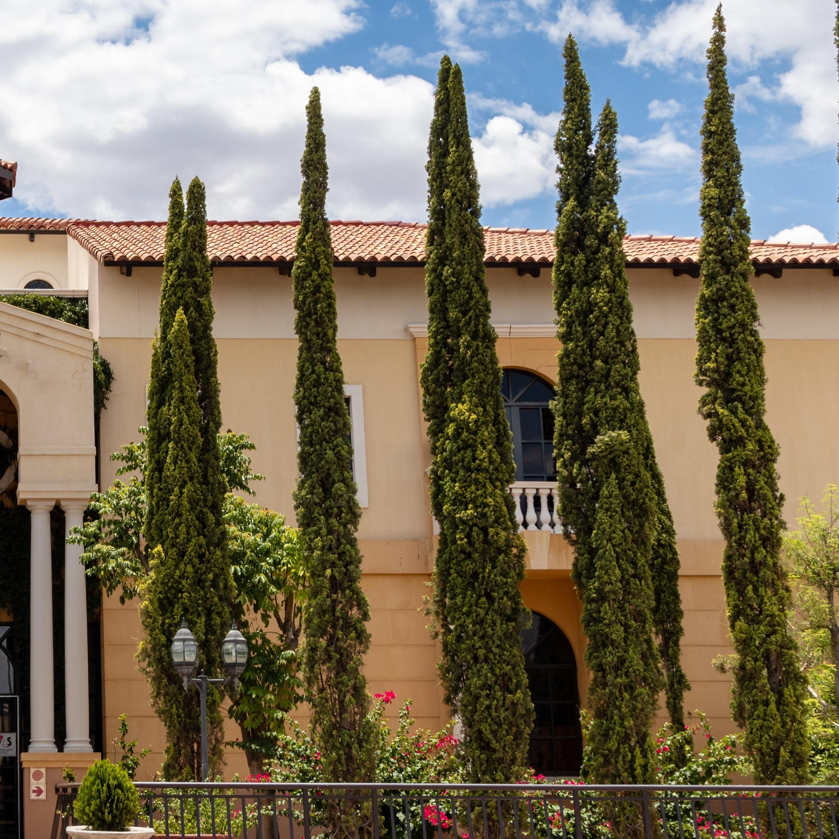 Italian Cypress (2.5 Gallon) Narrow and Upright Evergreen Tree - Full Sun Live Outdoor Plant