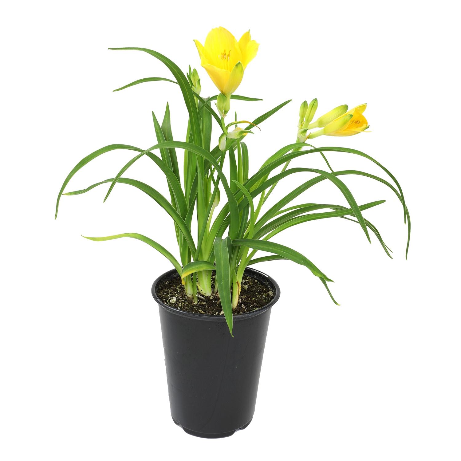 Altman Plants 1QT Assorted Daylily Live Plants (4 Pack) with Grower Pots