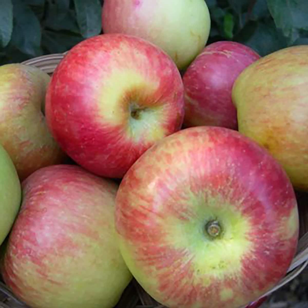 Sweet Sixteen Apple Standard Dormant Bare Root Starter Fruit Tree, 1-Pack