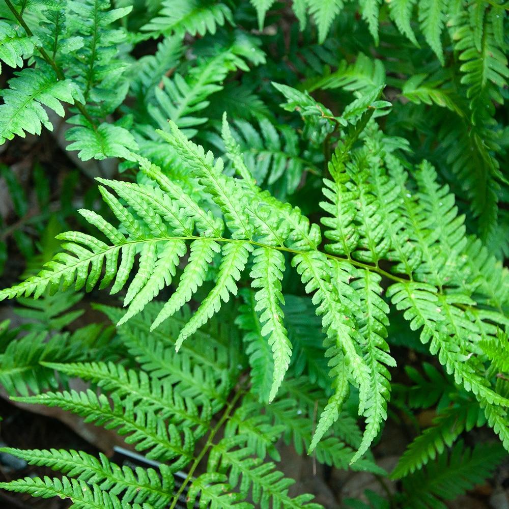 Altman Plants 1Gal Southern Wood Fern Live Plant