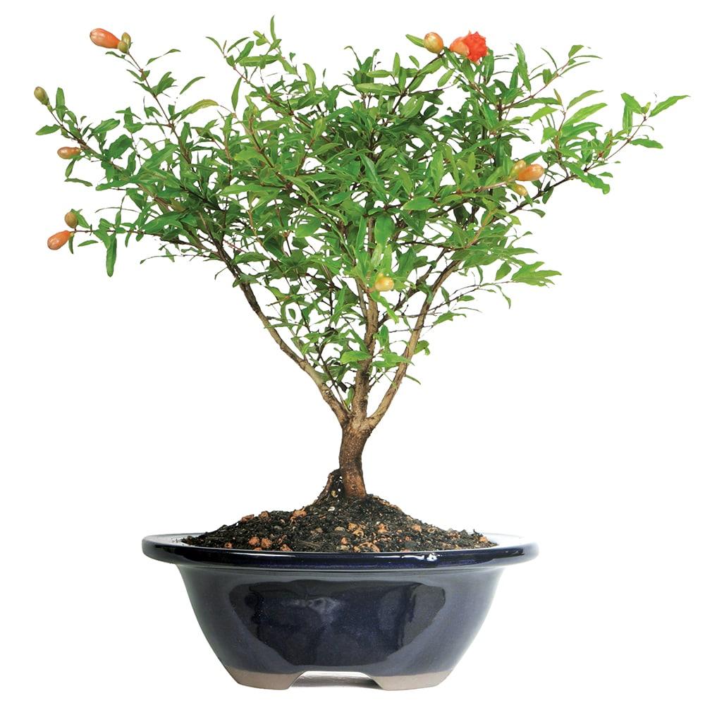 Brussel's Bonsai -in Orange Feature Dwarf Pomegranate In pot (with soil)
