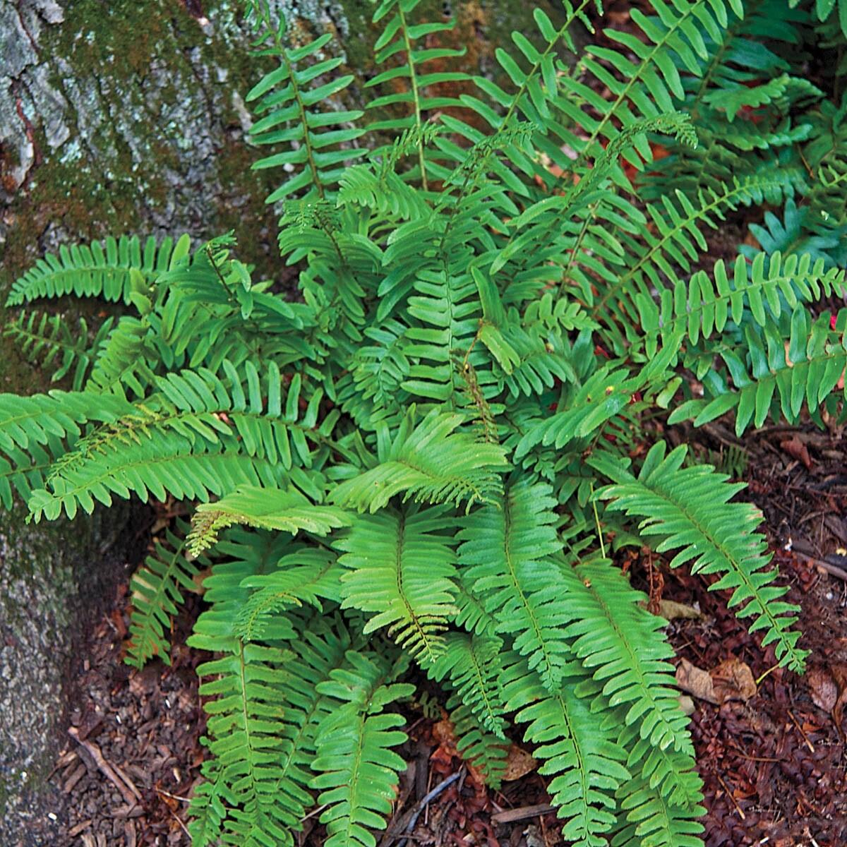 Christmas Fern Dormant Bare Root Perennial Roots (5-Pack)