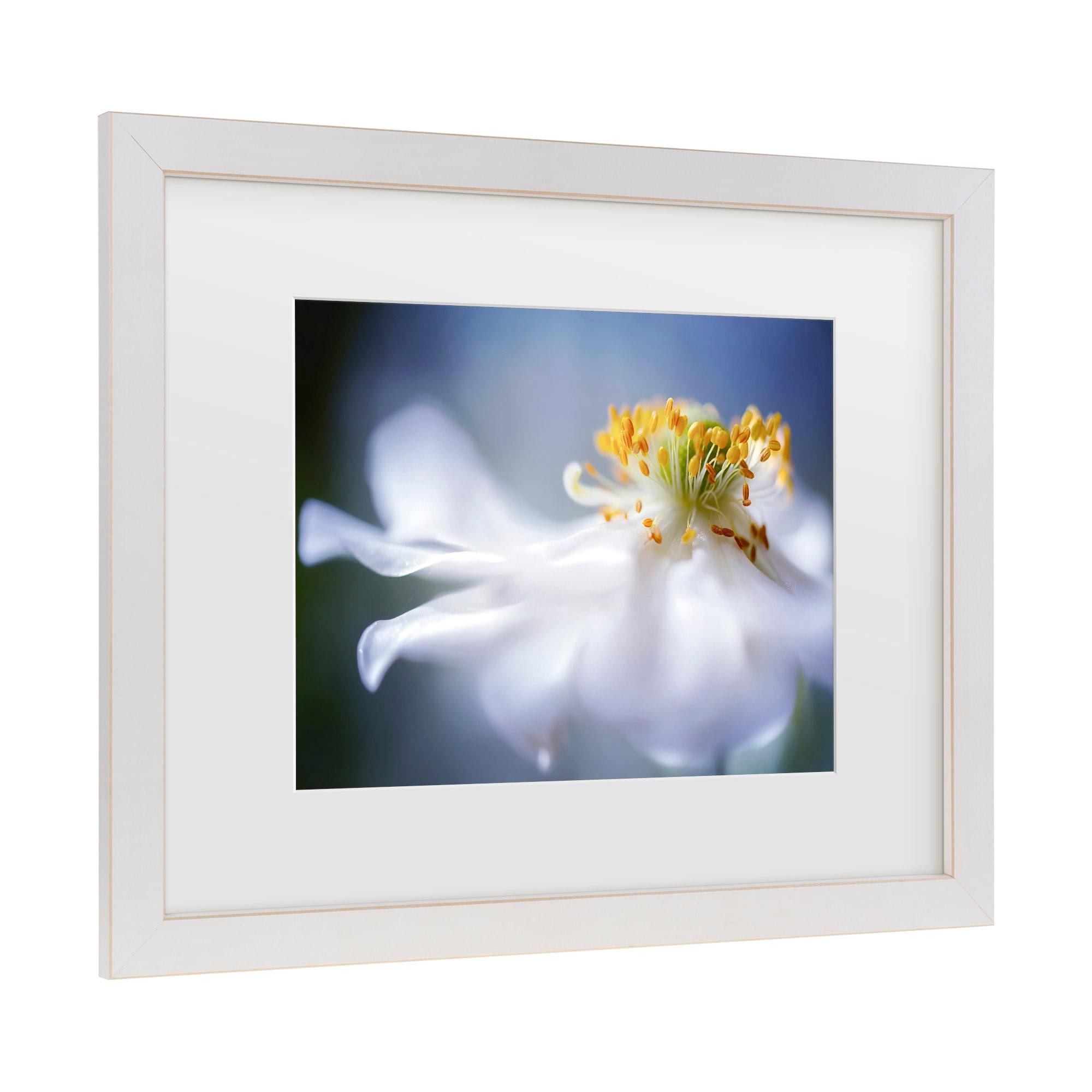 Trademark Fine Art - Mandy Disher Anemone 1 Matted Framed Art - 16x20
