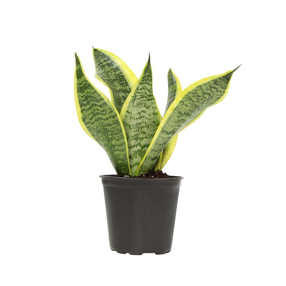 Altman Plants Easy Live Snake Plant, Sansevieria Superba; 4.25 in Grower Pot; Partial Sun