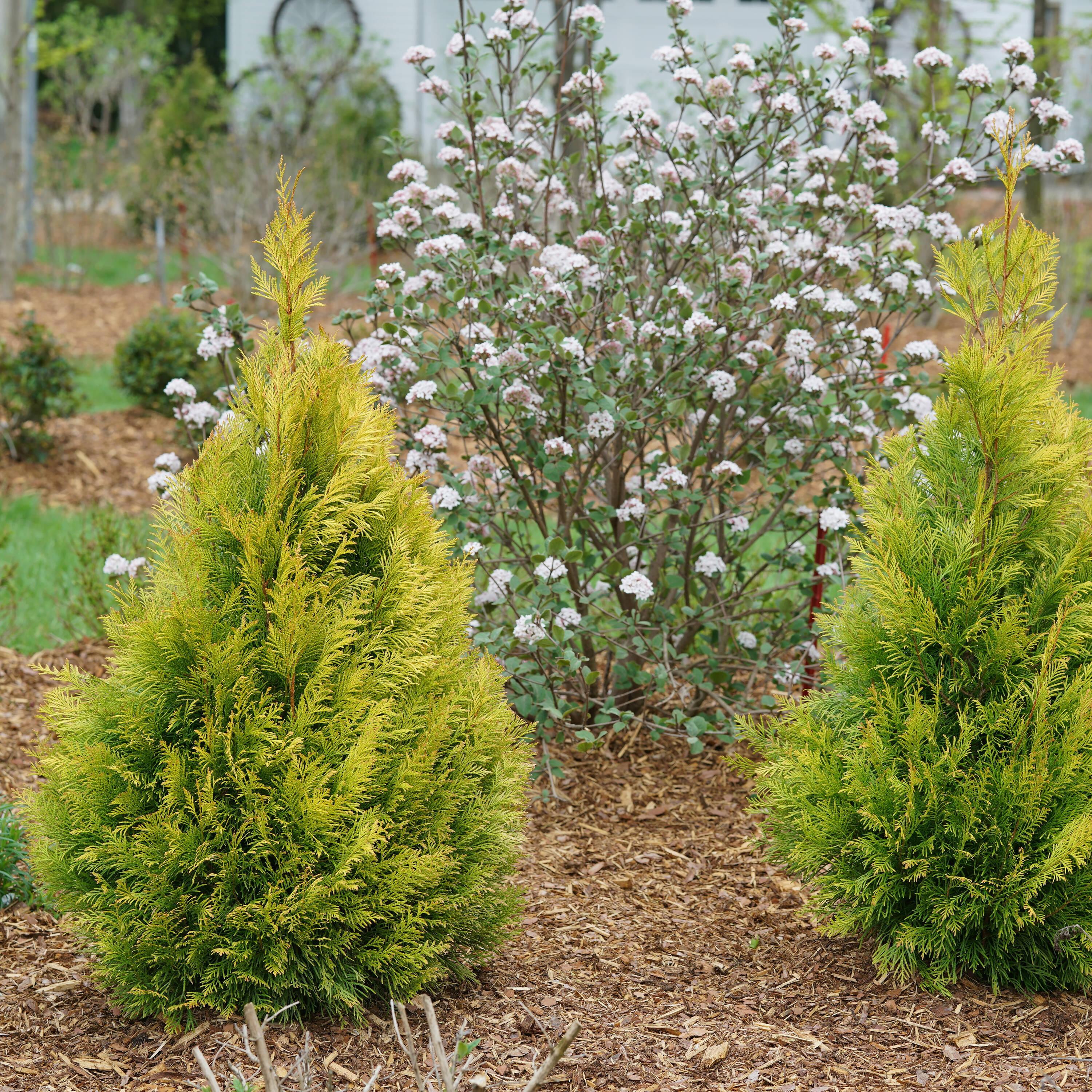 Proven Winners 1 Gallon Fluffy Western Arborvitae (Thuja) Live Evergreen Shrub