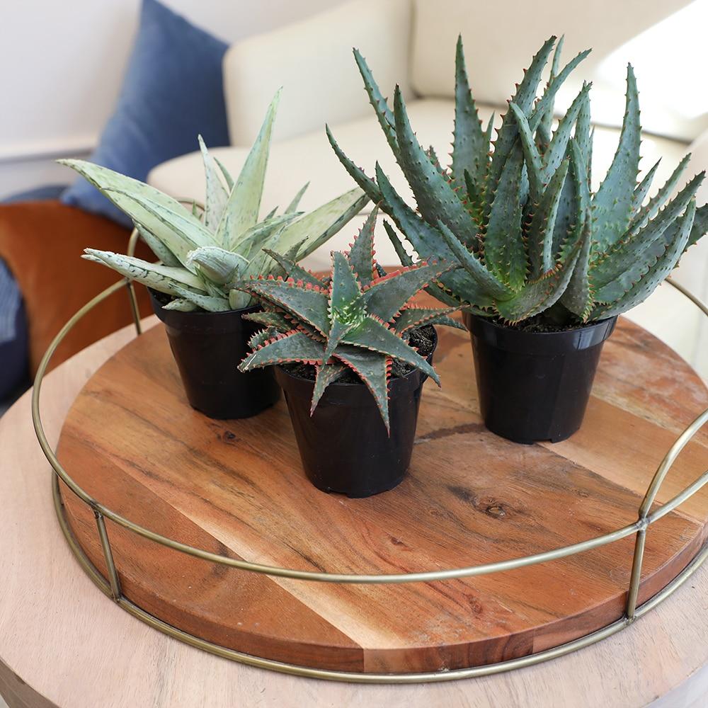 Altman Plants Colorful Star Aloe | Unique Houseplant Gift | 3.5 in Pot | Easy Plant Care | Full Sun