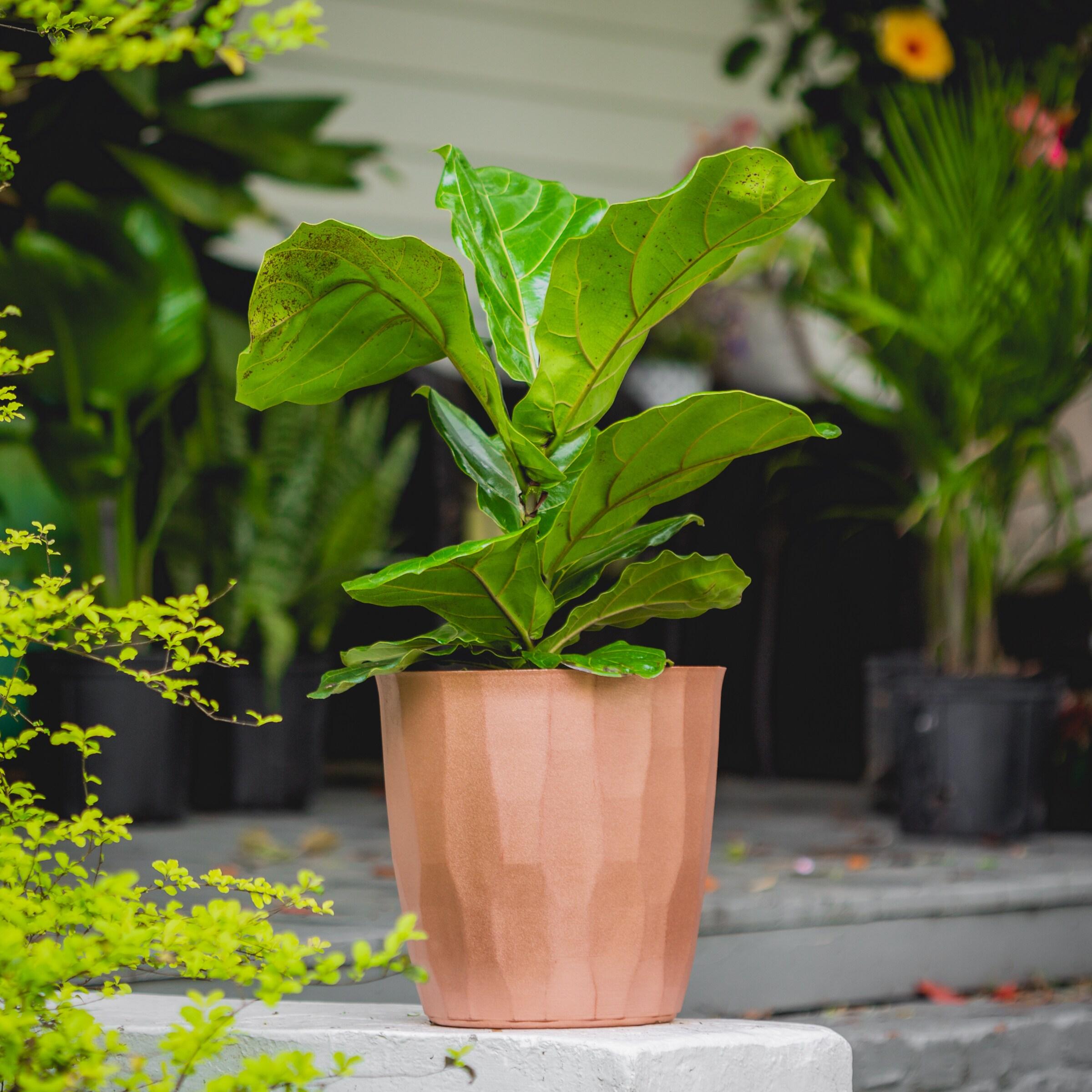 10&#34; Fiddle Leaf Fig Plant - National Plant Network