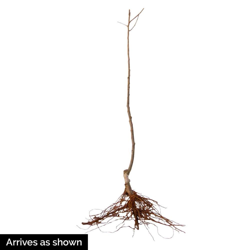 Sweet Sixteen Apple Standard Dormant Bare Root Starter Fruit Tree, 1-Pack