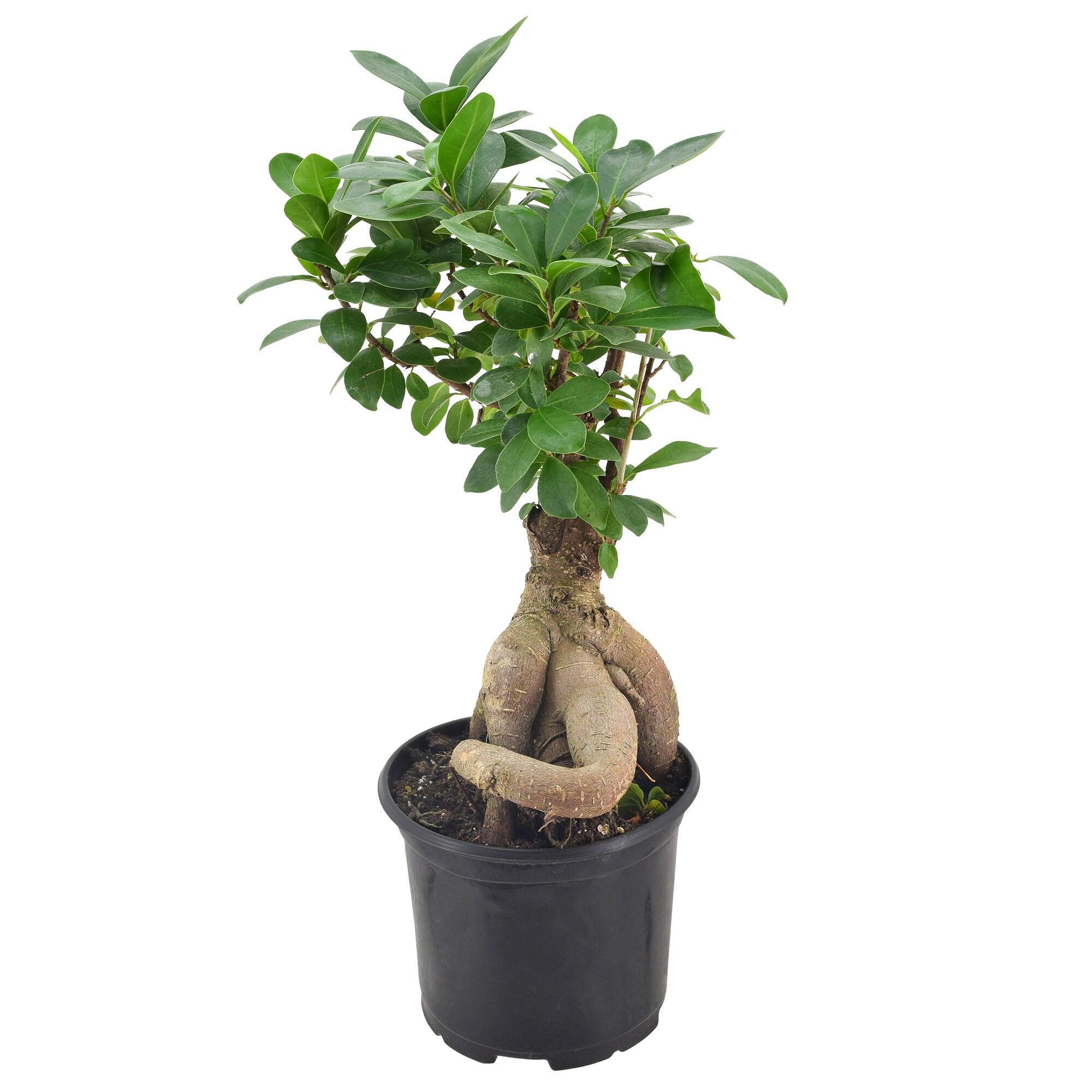 13'' Ficus Plant