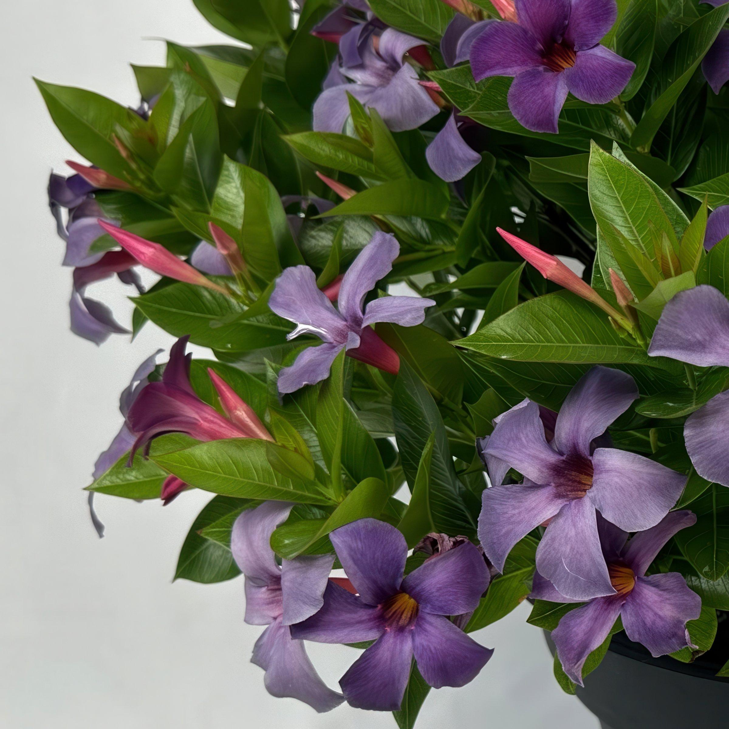 Blue Mandevilla Bluephoria Summer 4-inch Pot 3-Pack