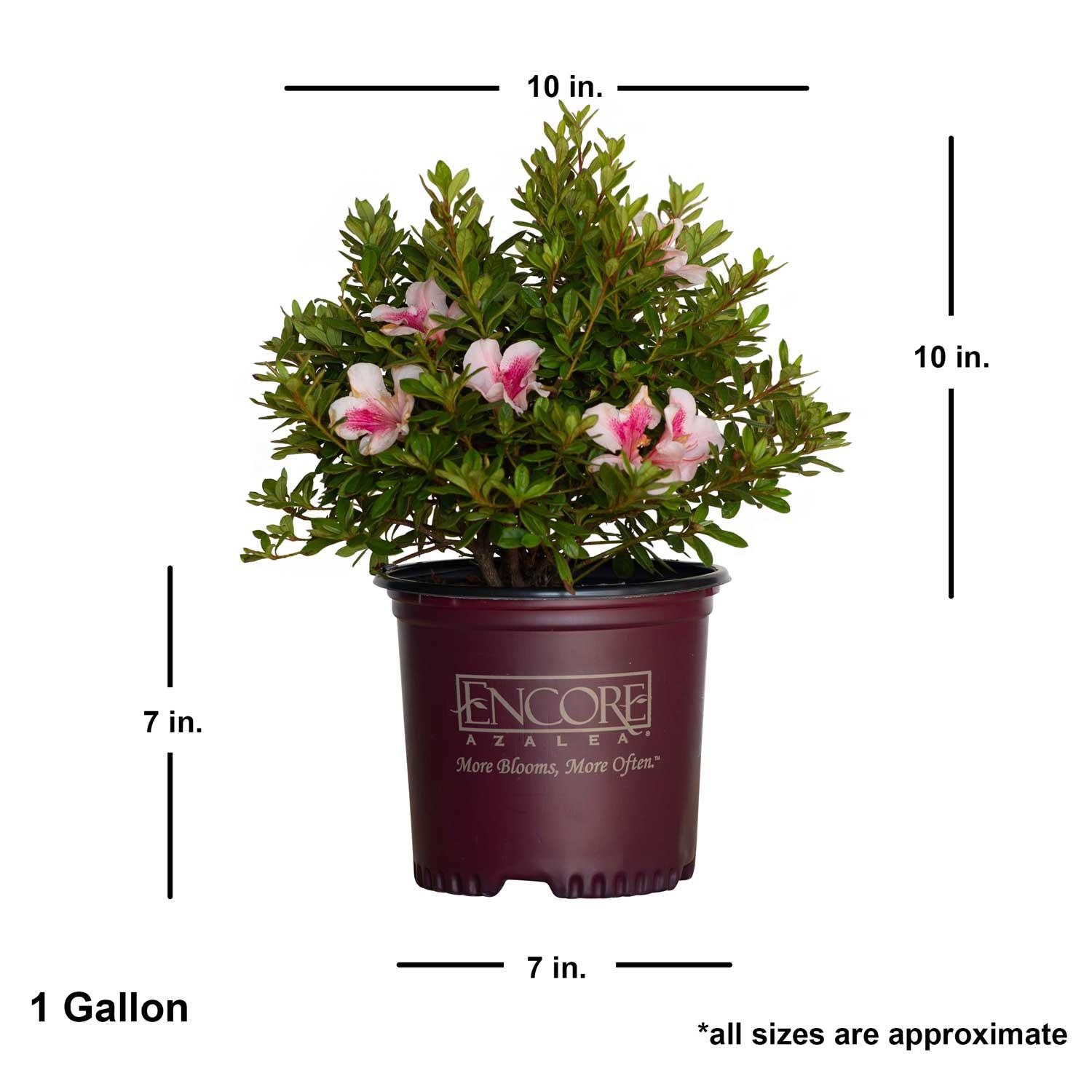 Encore Azalea 1 Gallon Autum Chiffon Encore Azalea Live Low Maintenance Plant