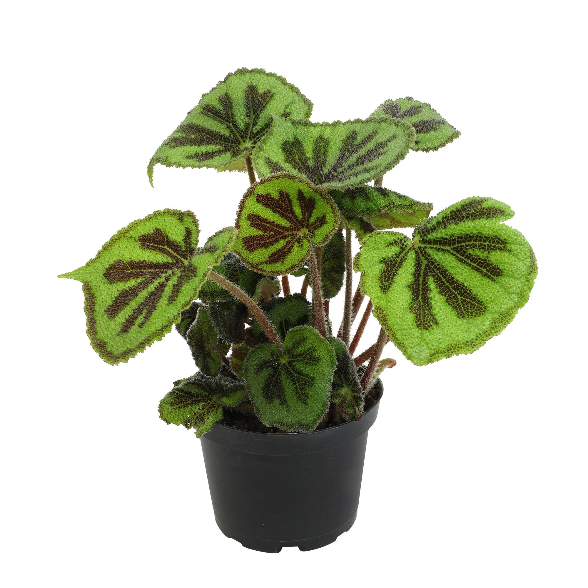 'Rock' Begonia Iron Cross Houseplant | 6in. Pot; Filtered Sun | Element Exotics by Altman Plants
