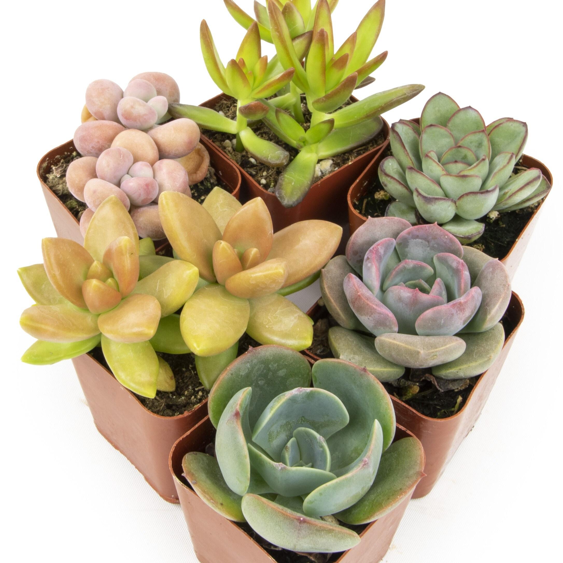 Element by Altman Plants Multicolor Succulent, Live Indoor House Plants with Grower Pots , 2.5 inch , Pack of 4 (Assorted)