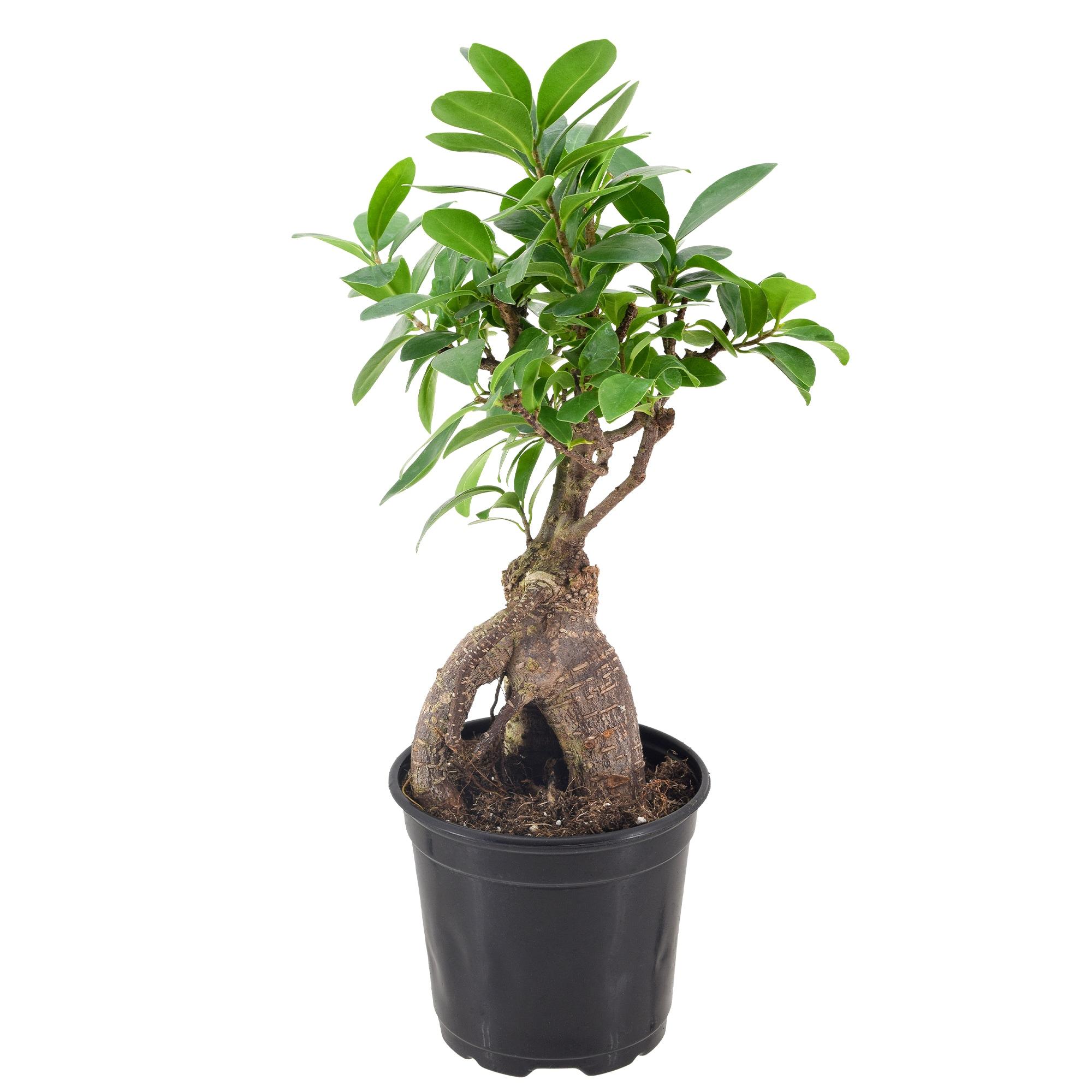 Primrue 13'' Ficus Plant