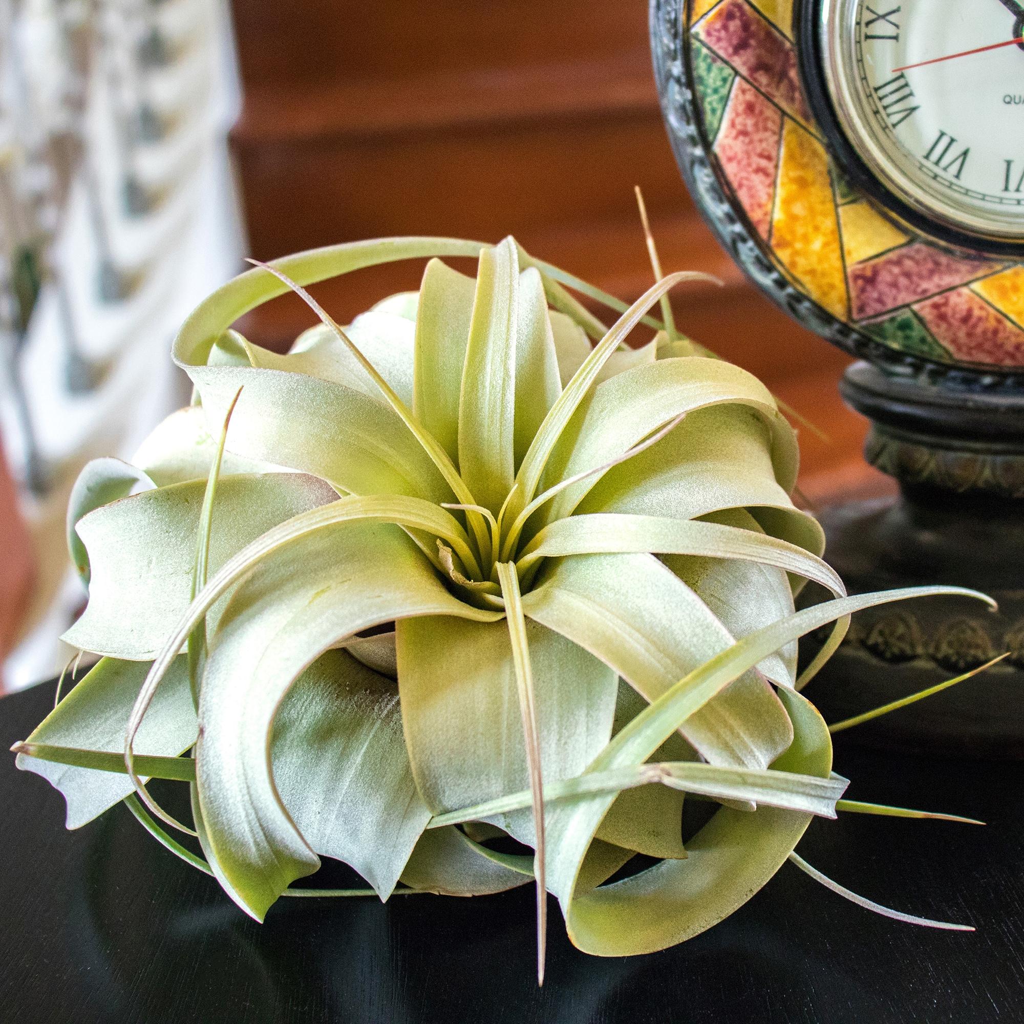 Altman Plants Large Tillandsia Xerographica Live Air Plant