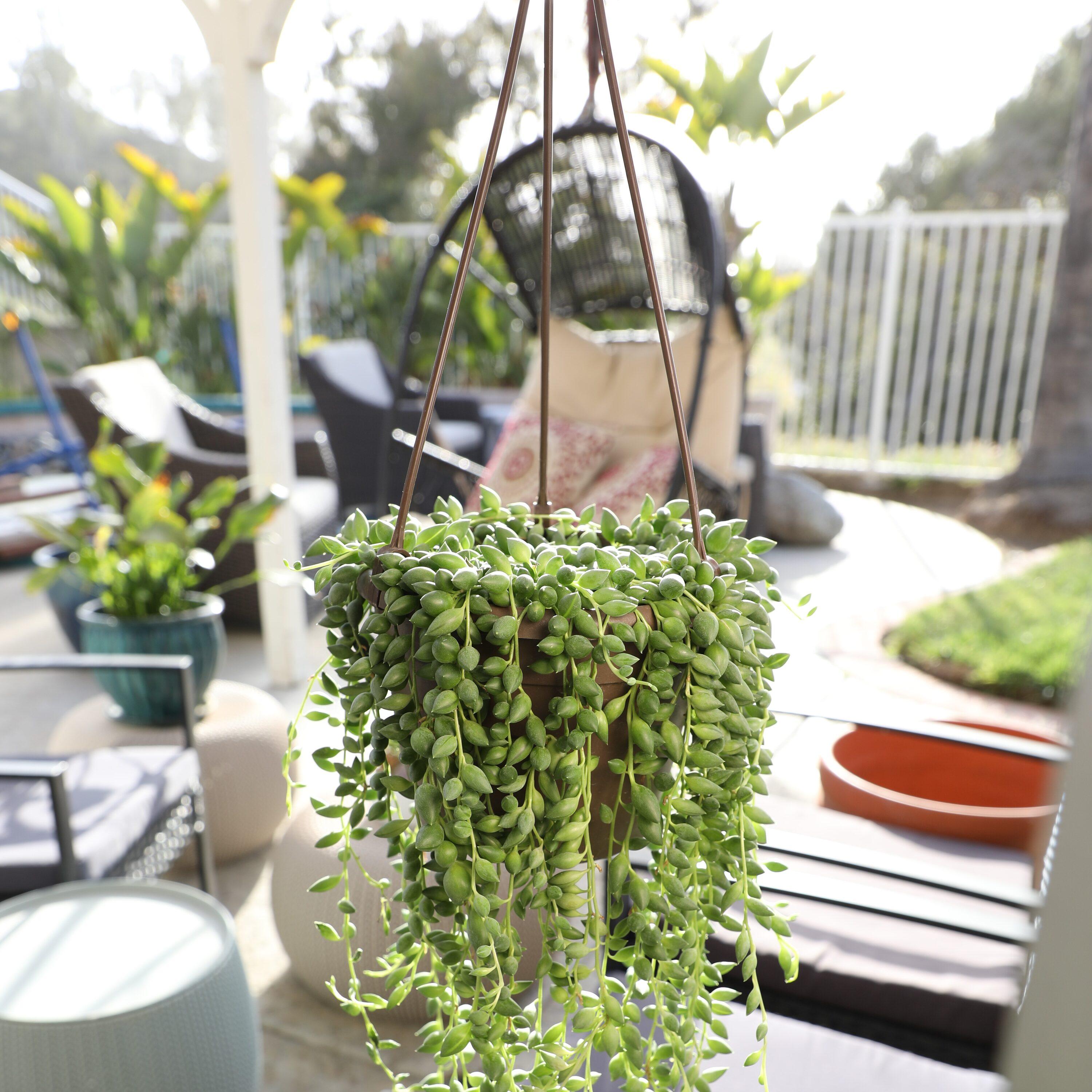 Altman Plants String of Raindrops Succulent (Senecio) 6" Easy Live Plant Hanging Basket
