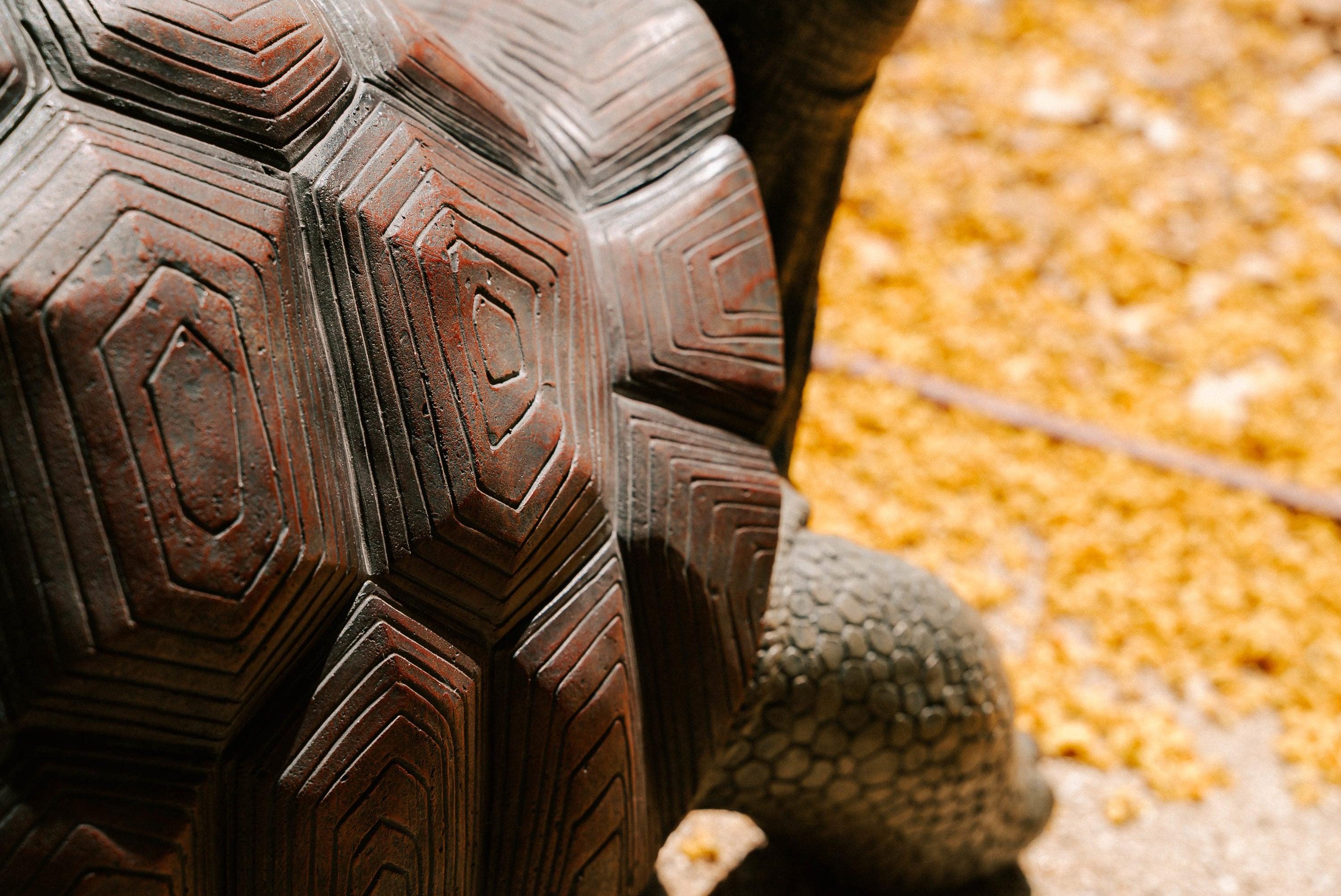 XBrand 28"L Brown and Black Concrete/MgO Walking Tortoise Statue, Indoor or Outdoor Décor, Garden Sculptures, Turtle Garden Statue