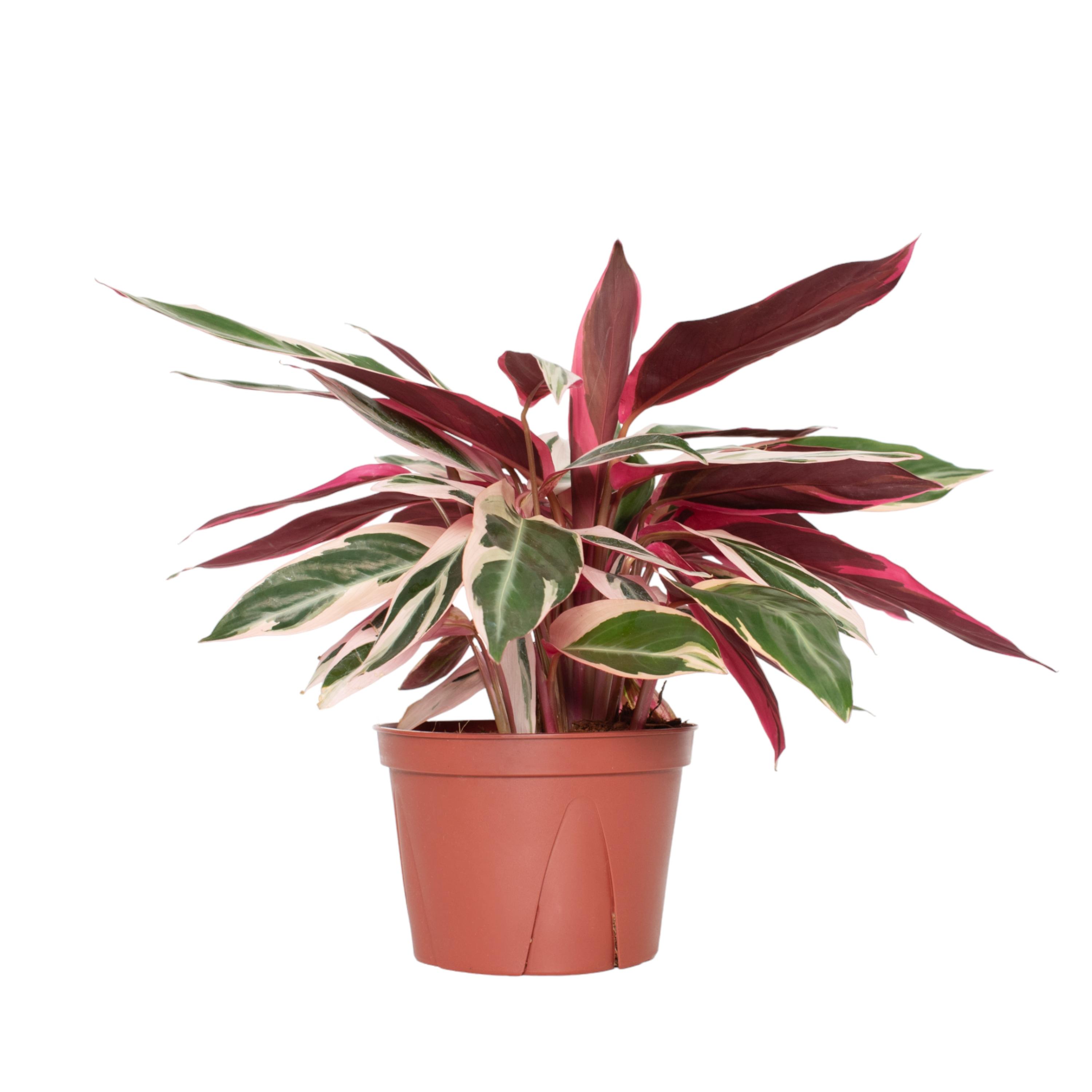 Stromanthe Triostar Indoor Air-Purifying Plant in Black Plastic Container