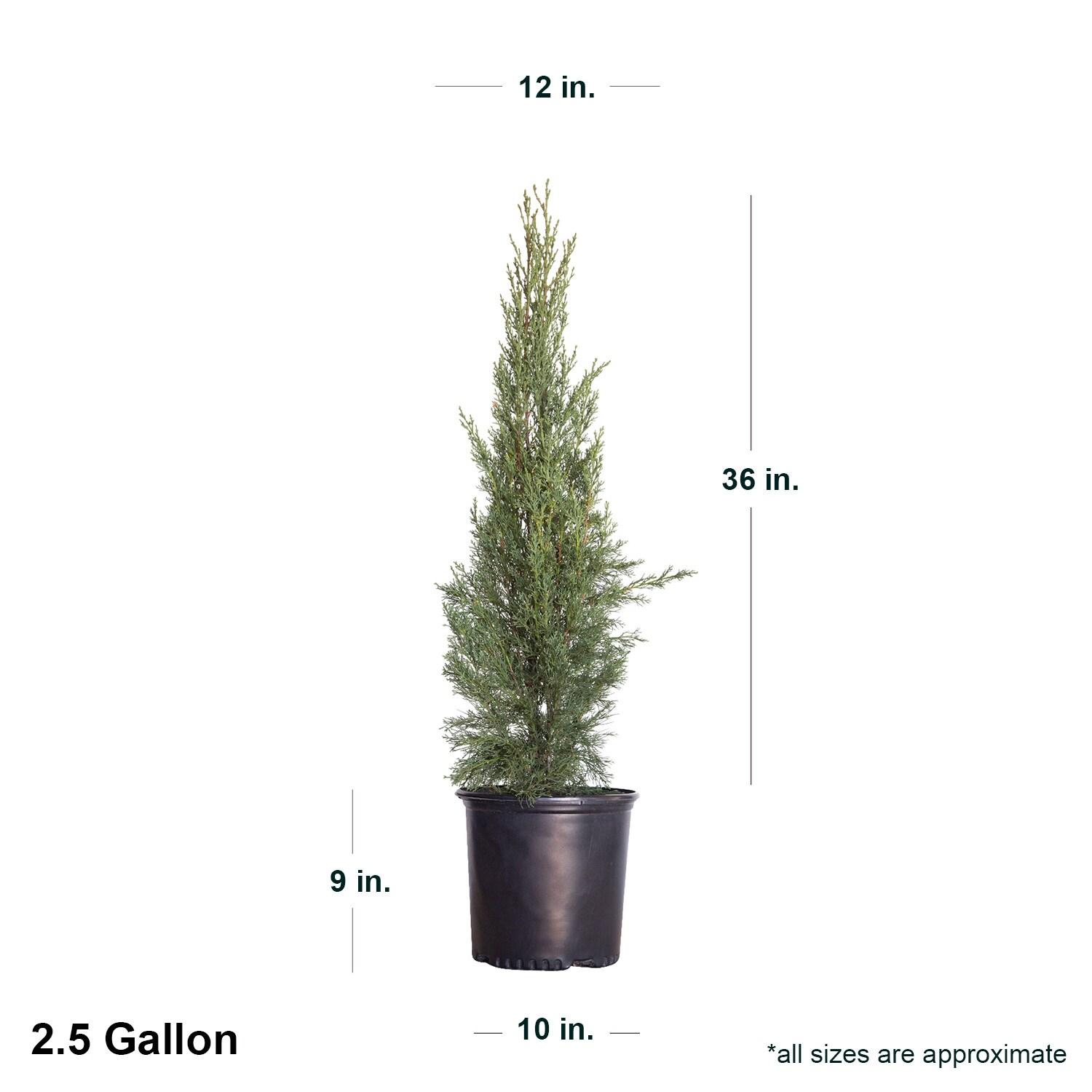 Italian Cypress (2.5 Gallon) Narrow and Upright Evergreen Tree - Full Sun Live Outdoor Plant
