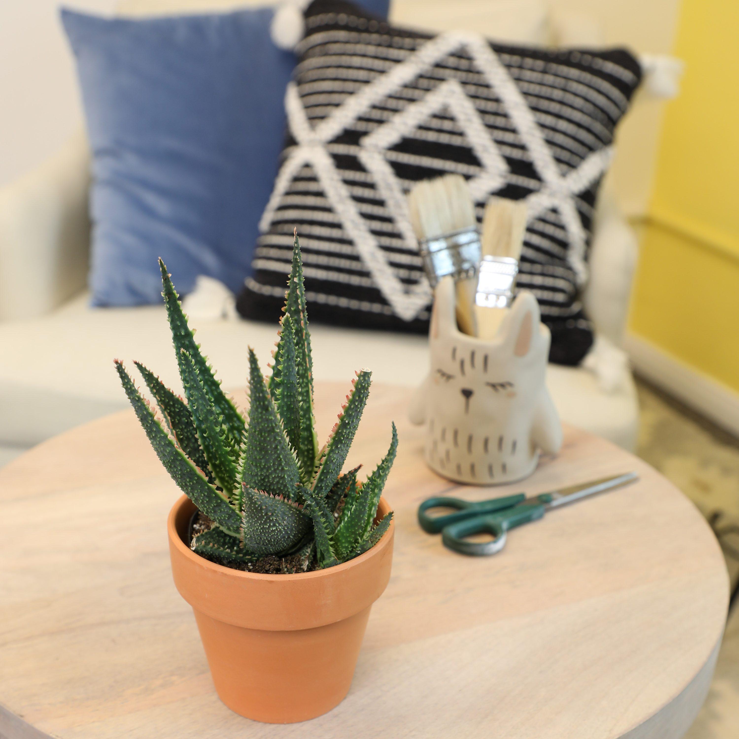 Altman Plants Colorful Star Aloe | Unique Houseplant Gift | 3.5 in Pot | Easy Plant Care | Full Sun