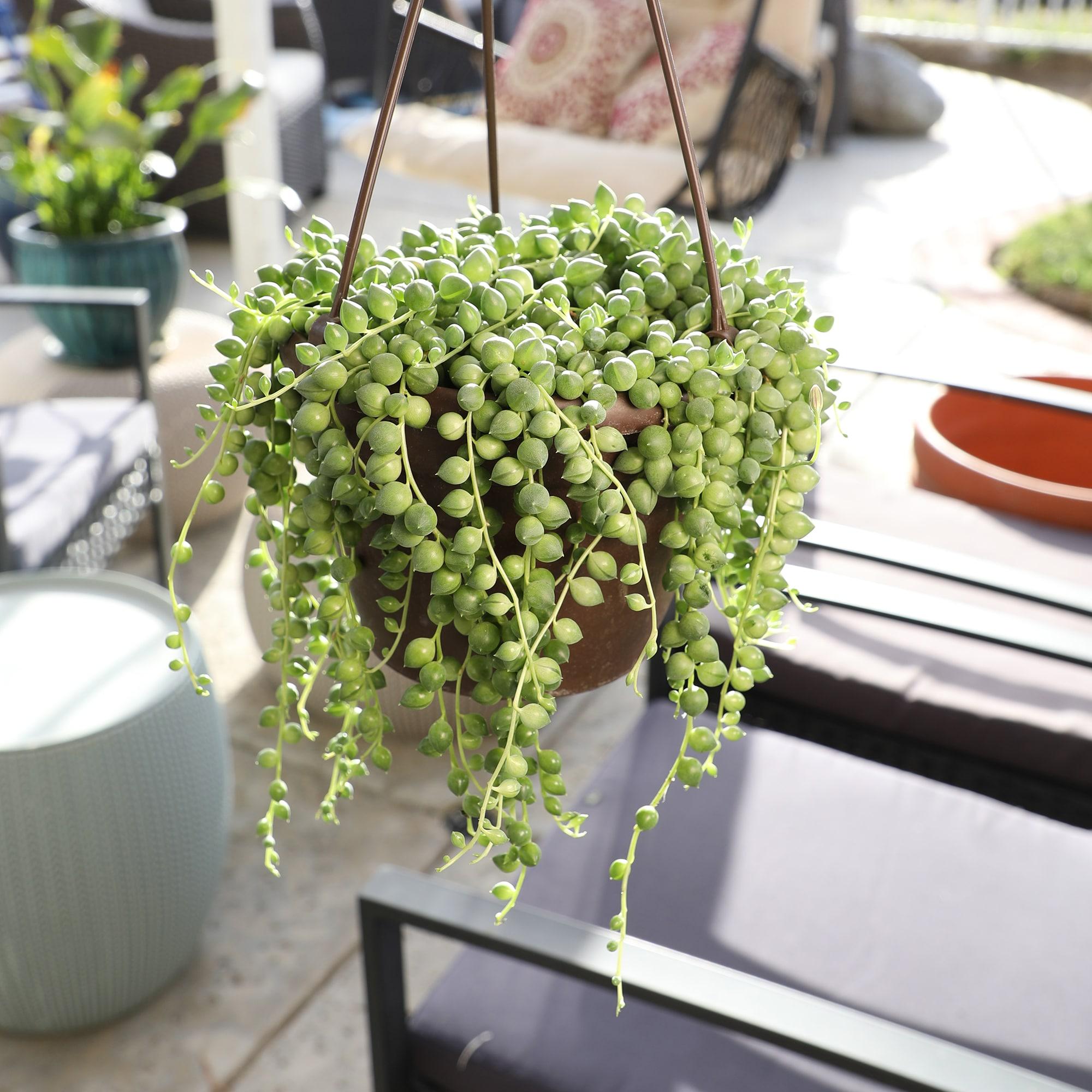 Element By Altman Plants String of Pearls Succulent (Senecio Rowleyanus) 6" Live Plant Hanging Basket