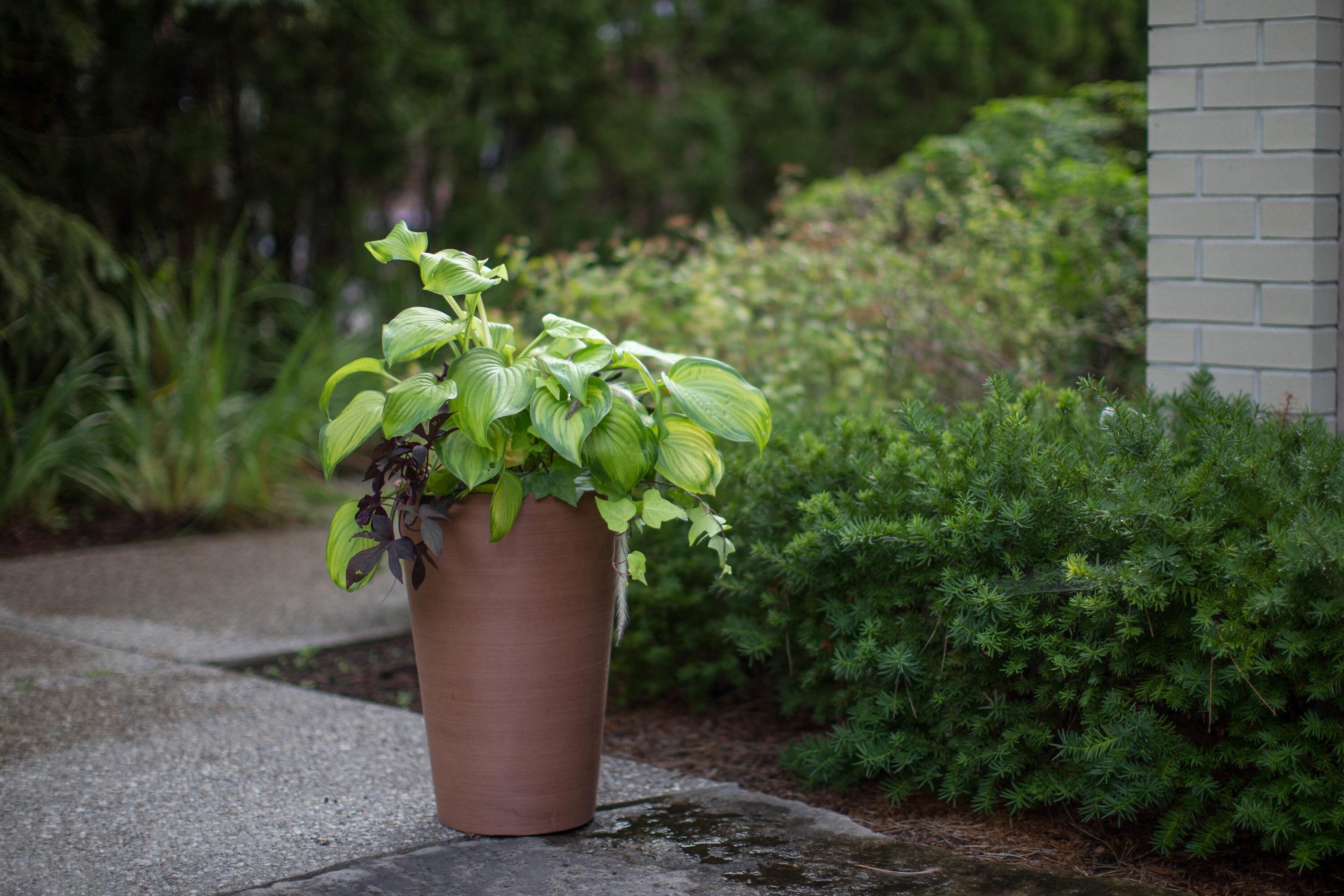 Algreen (#16730) Valencia Round Planter Pot, Textured Terra Cotta 18"