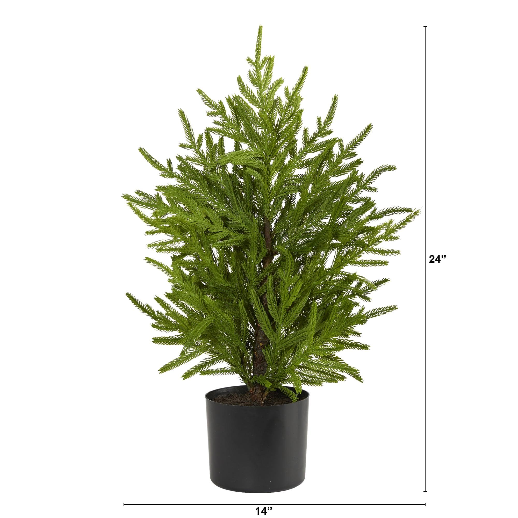 Primrue 2ft. Norfolk Island Pine Look Artificial Tree in Decorative Planter