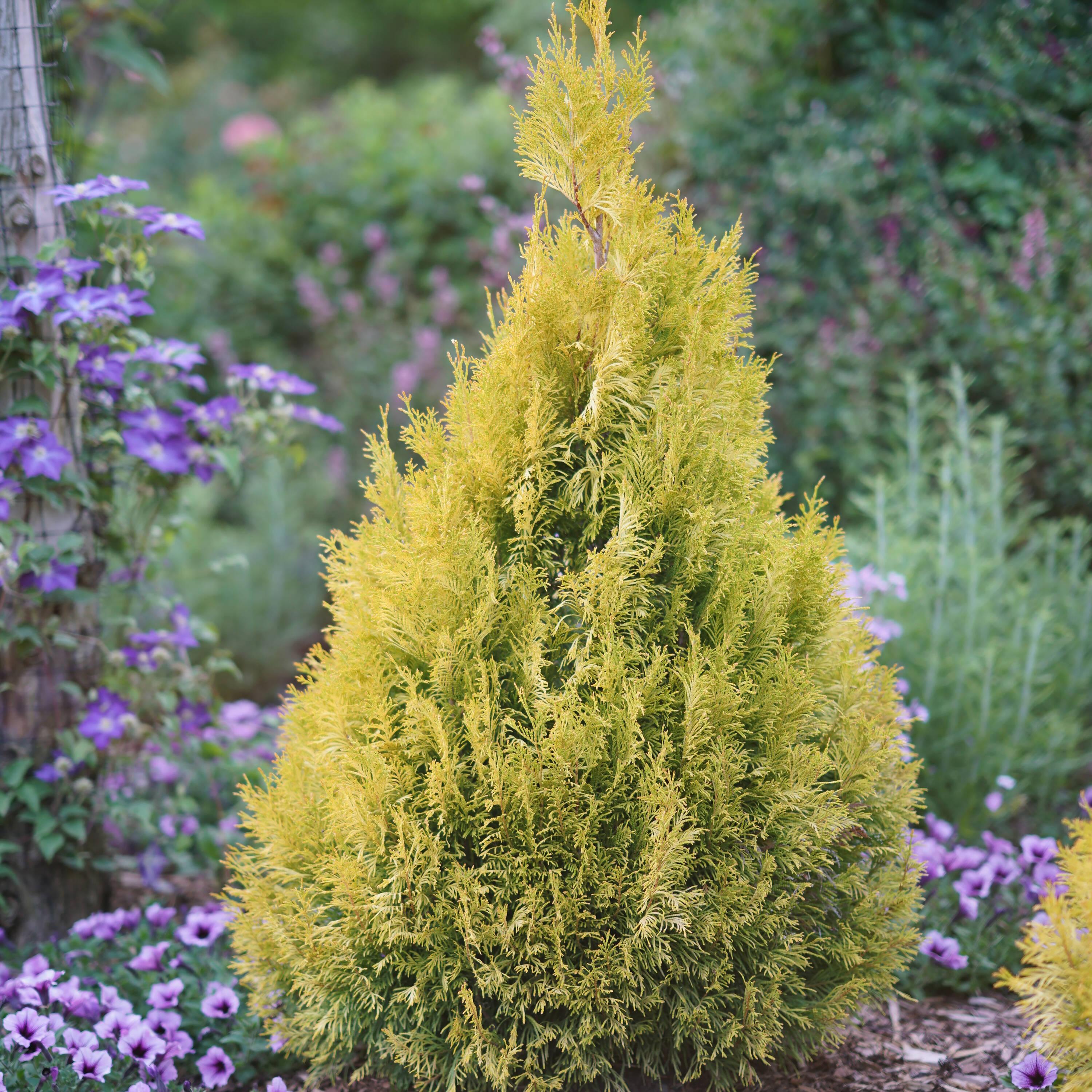 Proven Winners 1 Gallon Fluffy Western Arborvitae (Thuja) Live Evergreen Shrub