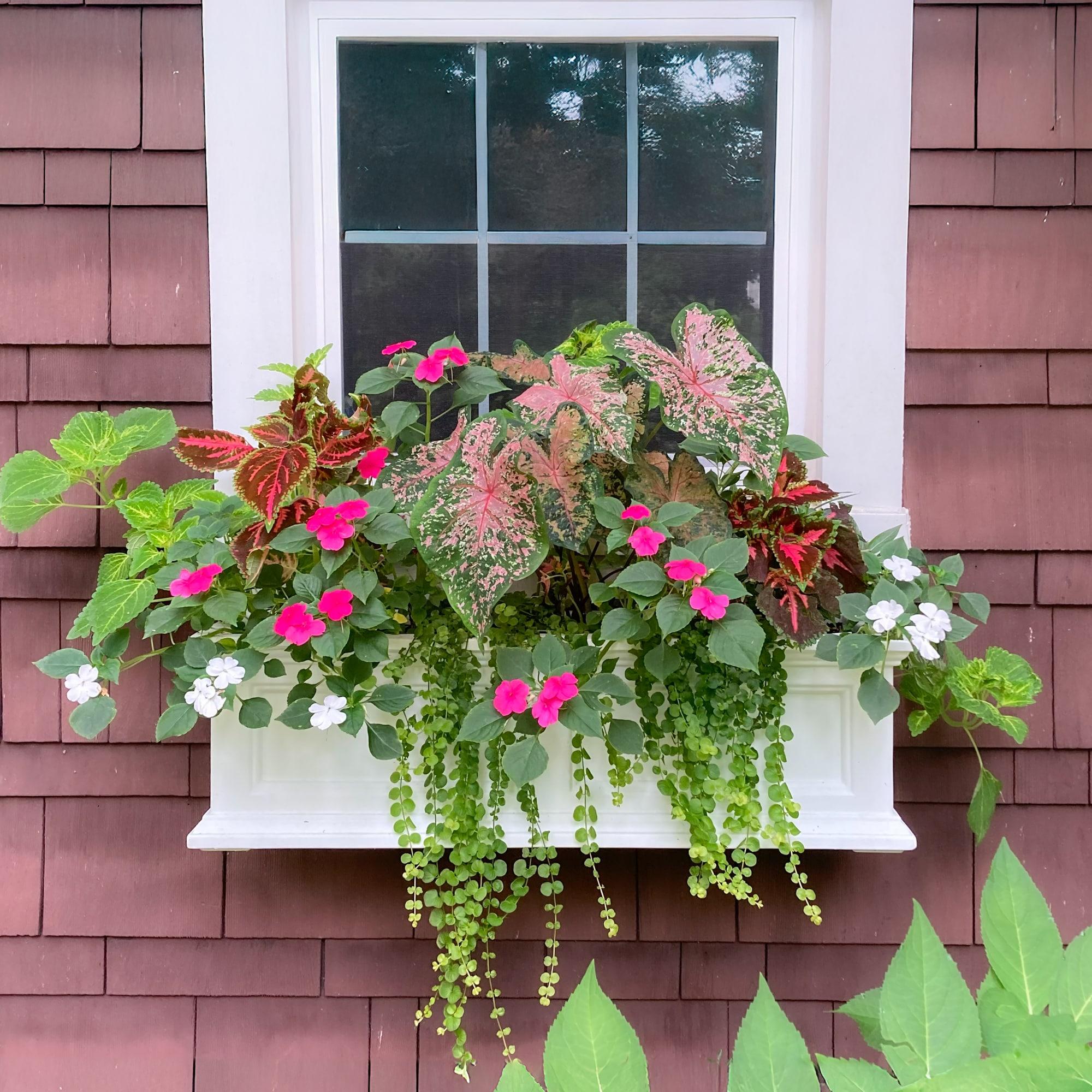 Mayne Inc. Anastasiya Resin Window Box Planter with Water Reservoir
