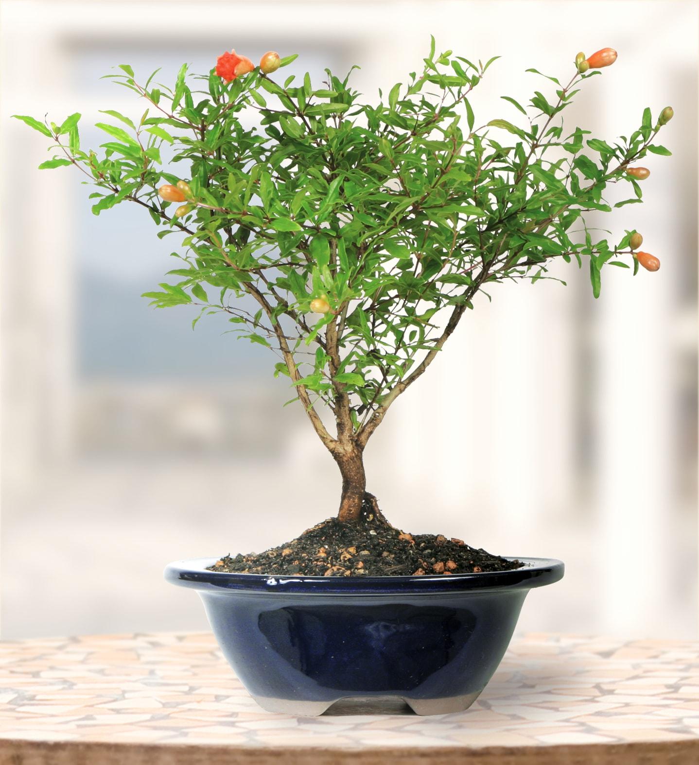 Brussel's Bonsai -in Orange Feature Dwarf Pomegranate In pot (with soil)