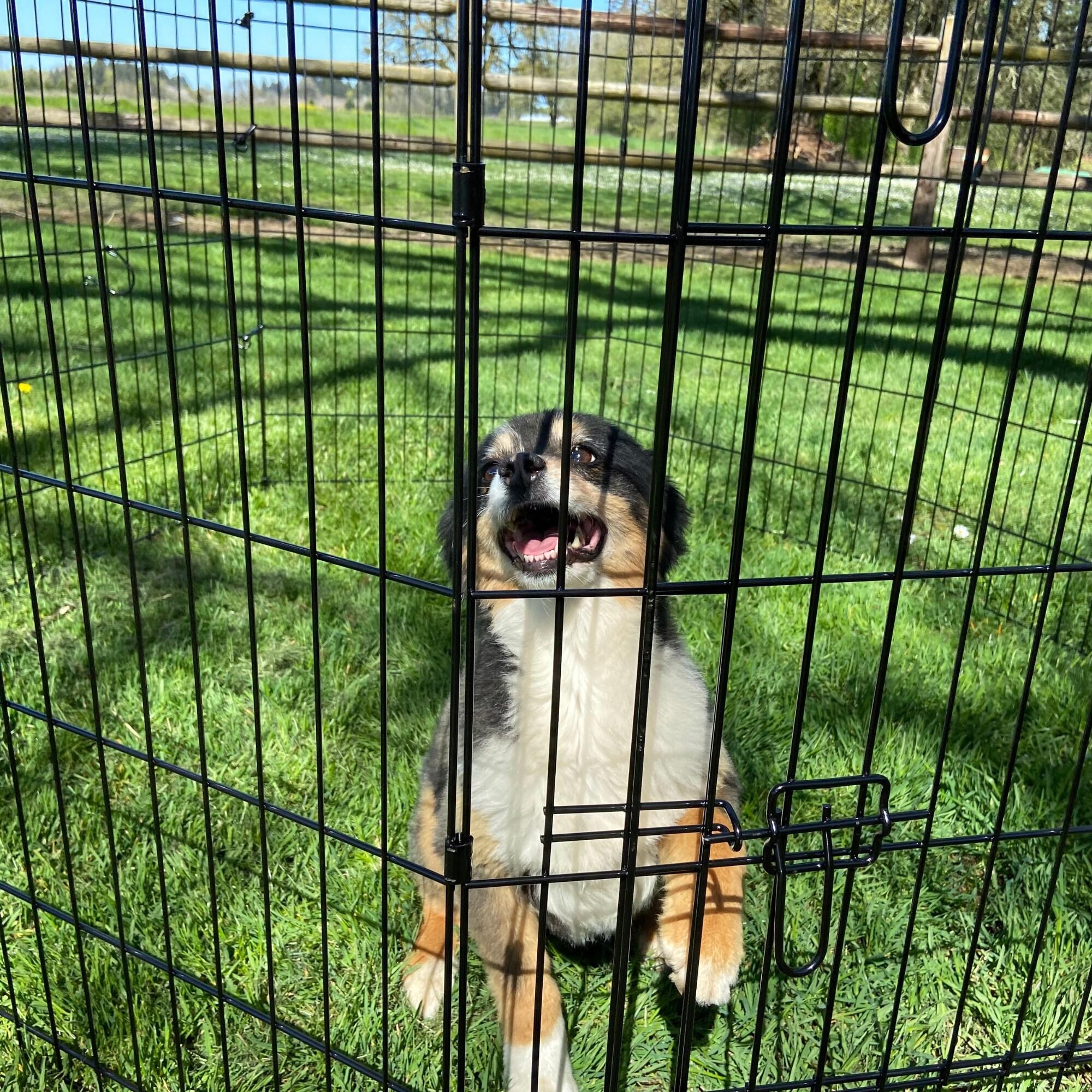 Lucky Dog Lucky Dog Exercise Pens