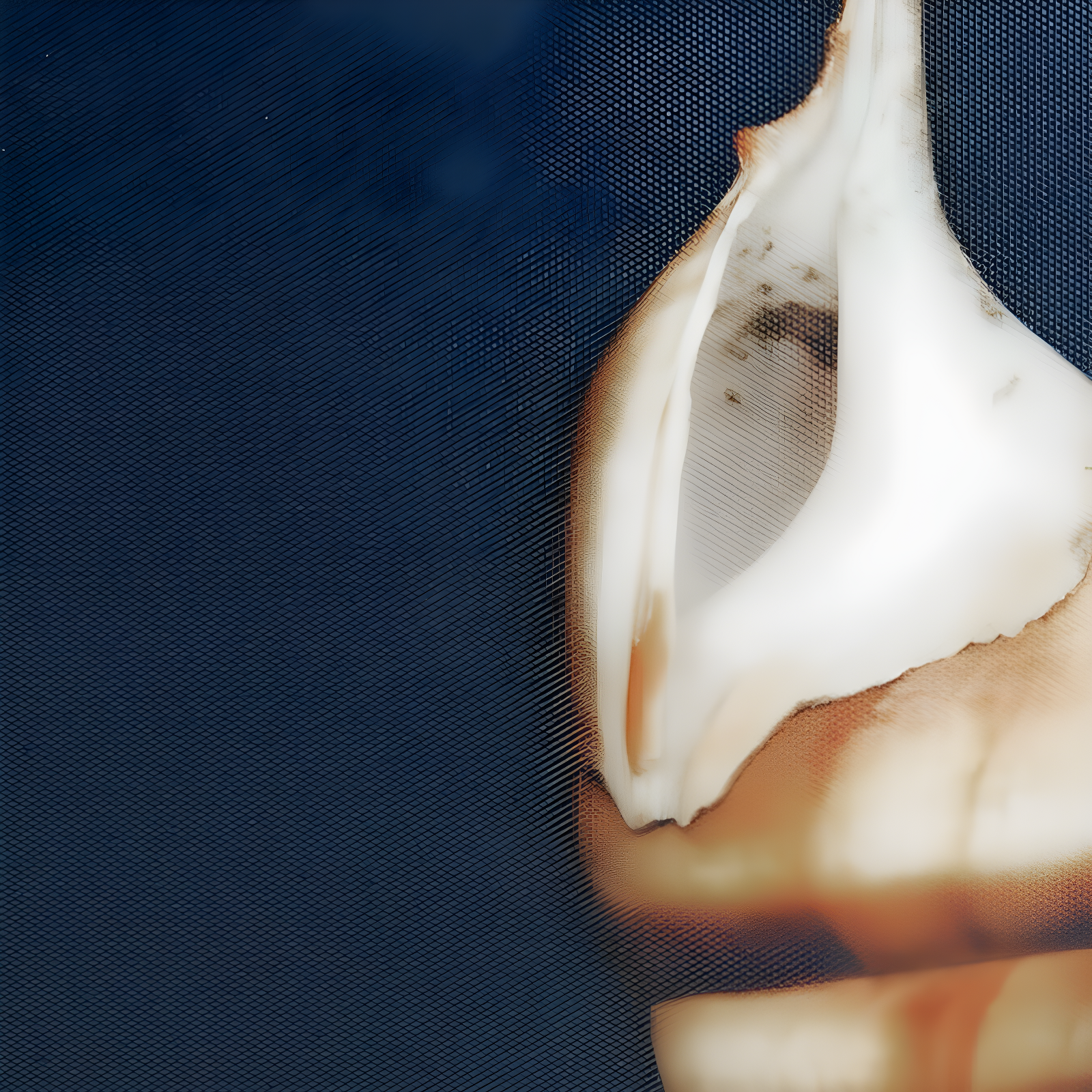 Highland Dunes " Ocean Seashells " by Julie Greenwood 4 - Pieces