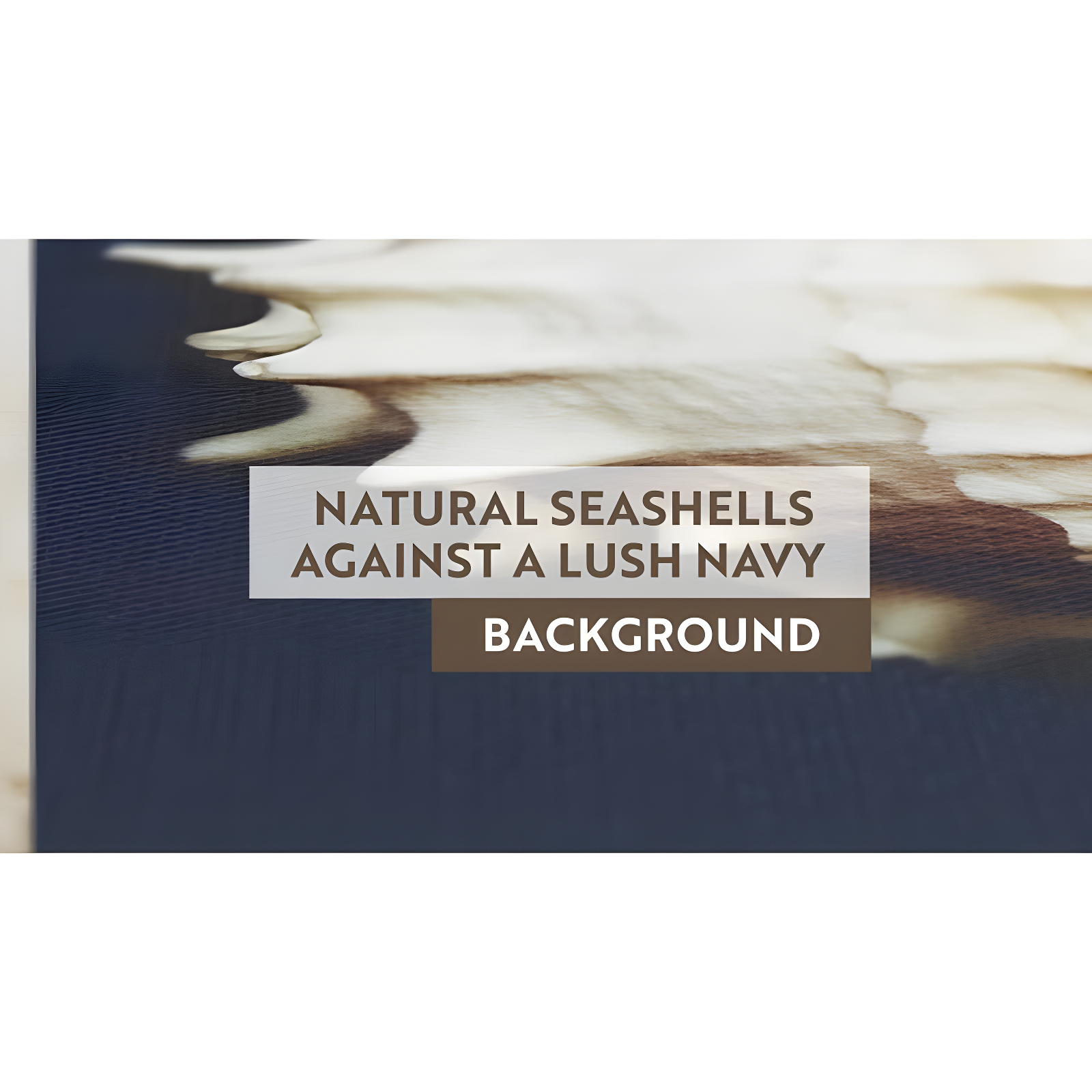 Highland Dunes " Ocean Seashells " by Julie Greenwood 4 - Pieces