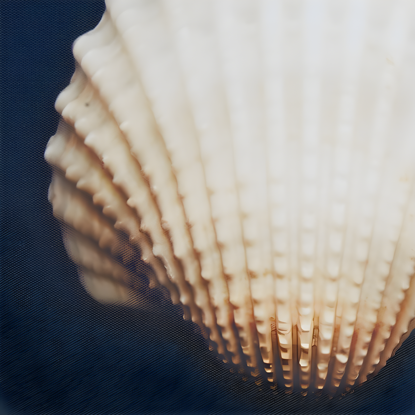 Highland Dunes " Ocean Seashells " by Julie Greenwood 4 - Pieces