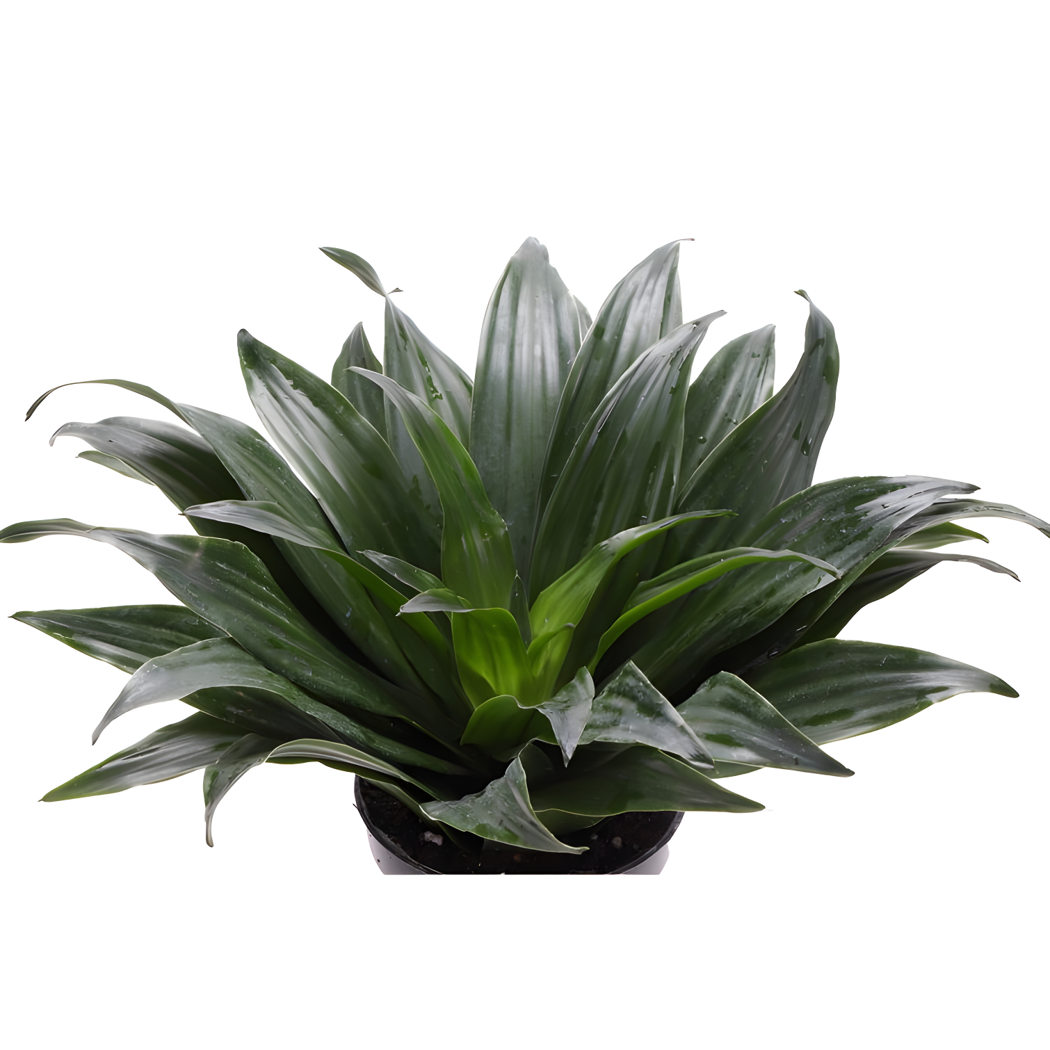 Thorsen's Greenhouse Live Low Light Houseplant Set