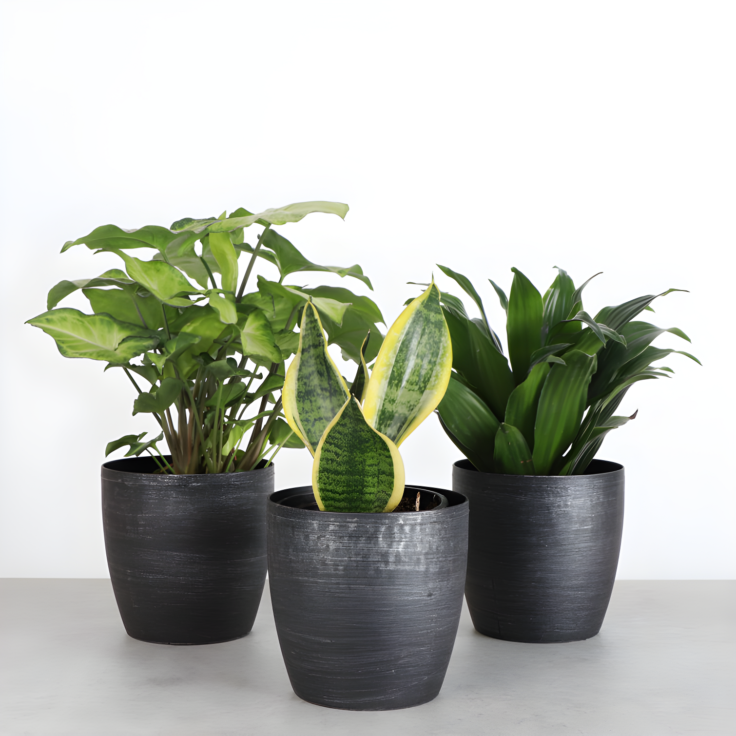 Thorsen's Greenhouse Live Low Light Houseplant Set