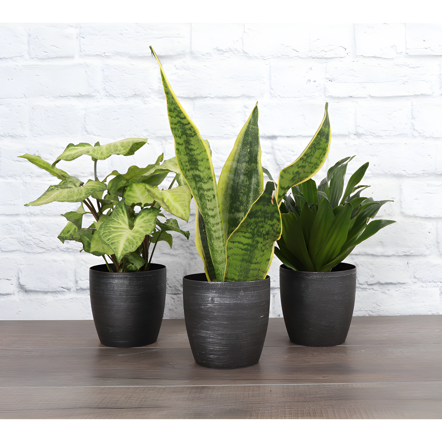 Thorsen's Greenhouse Live Low Light Houseplant Set